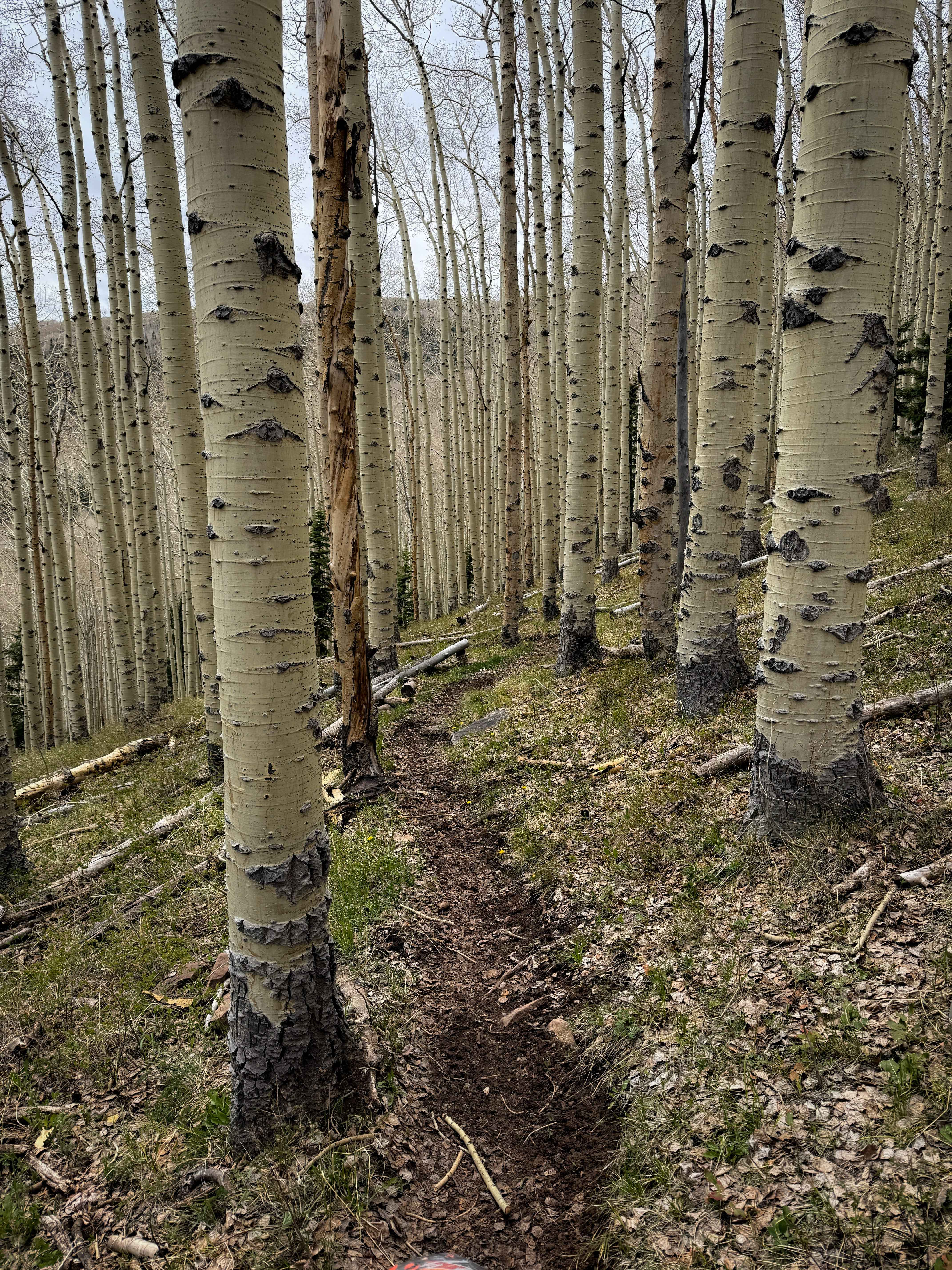Trust Lands Singletrack (North)