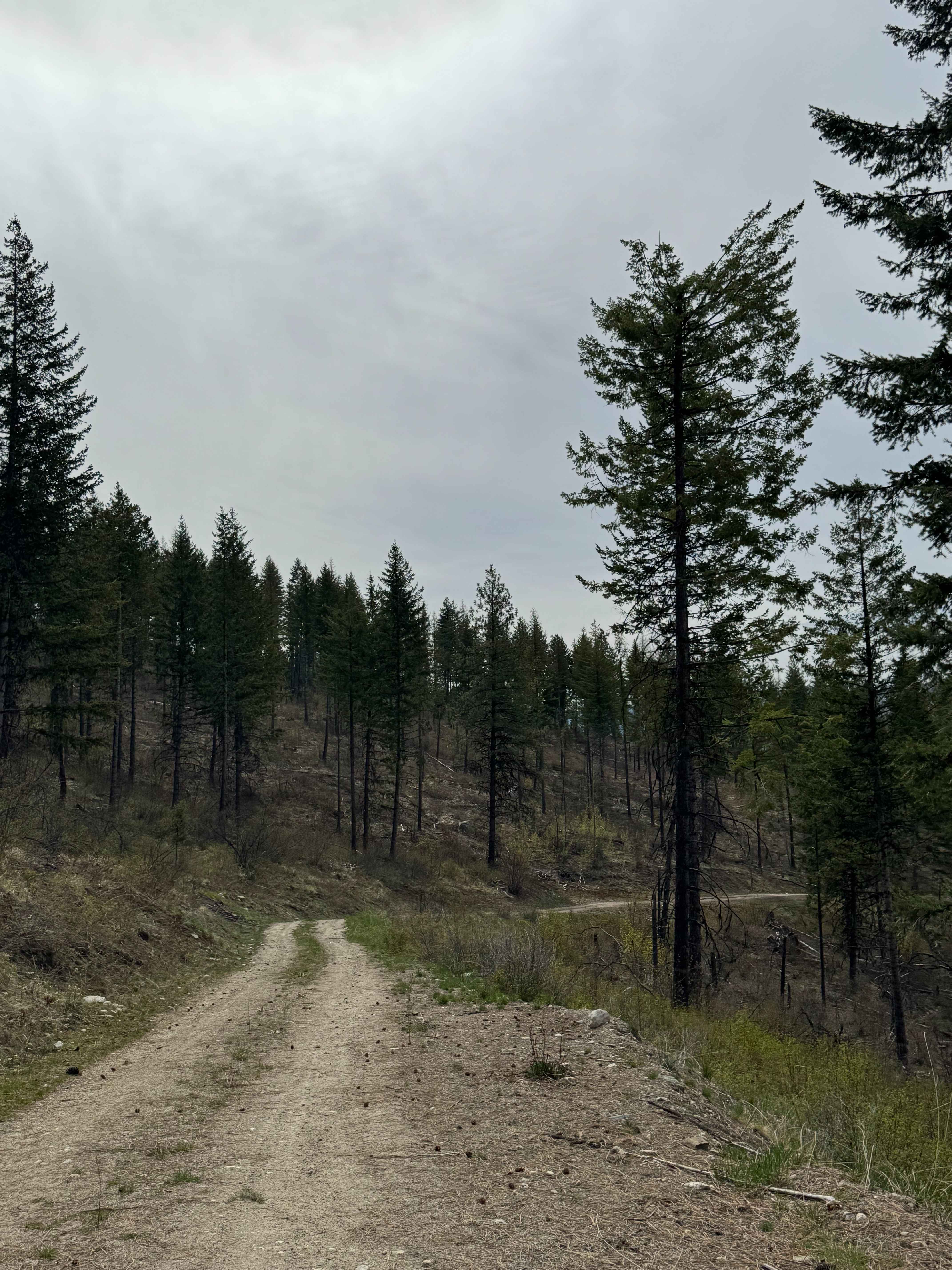 Tamarack Spring Trail