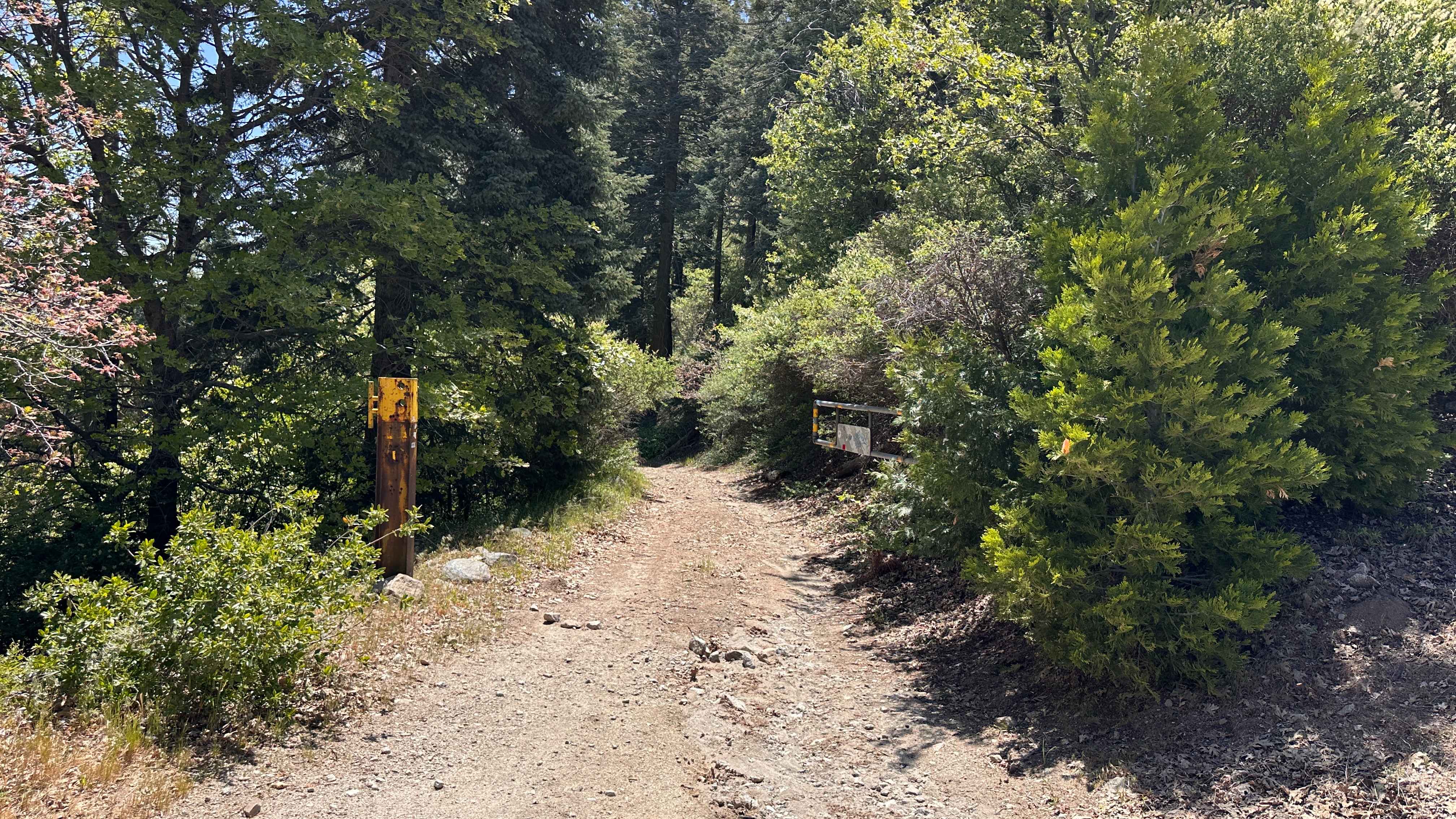 TLD Chainsaw
