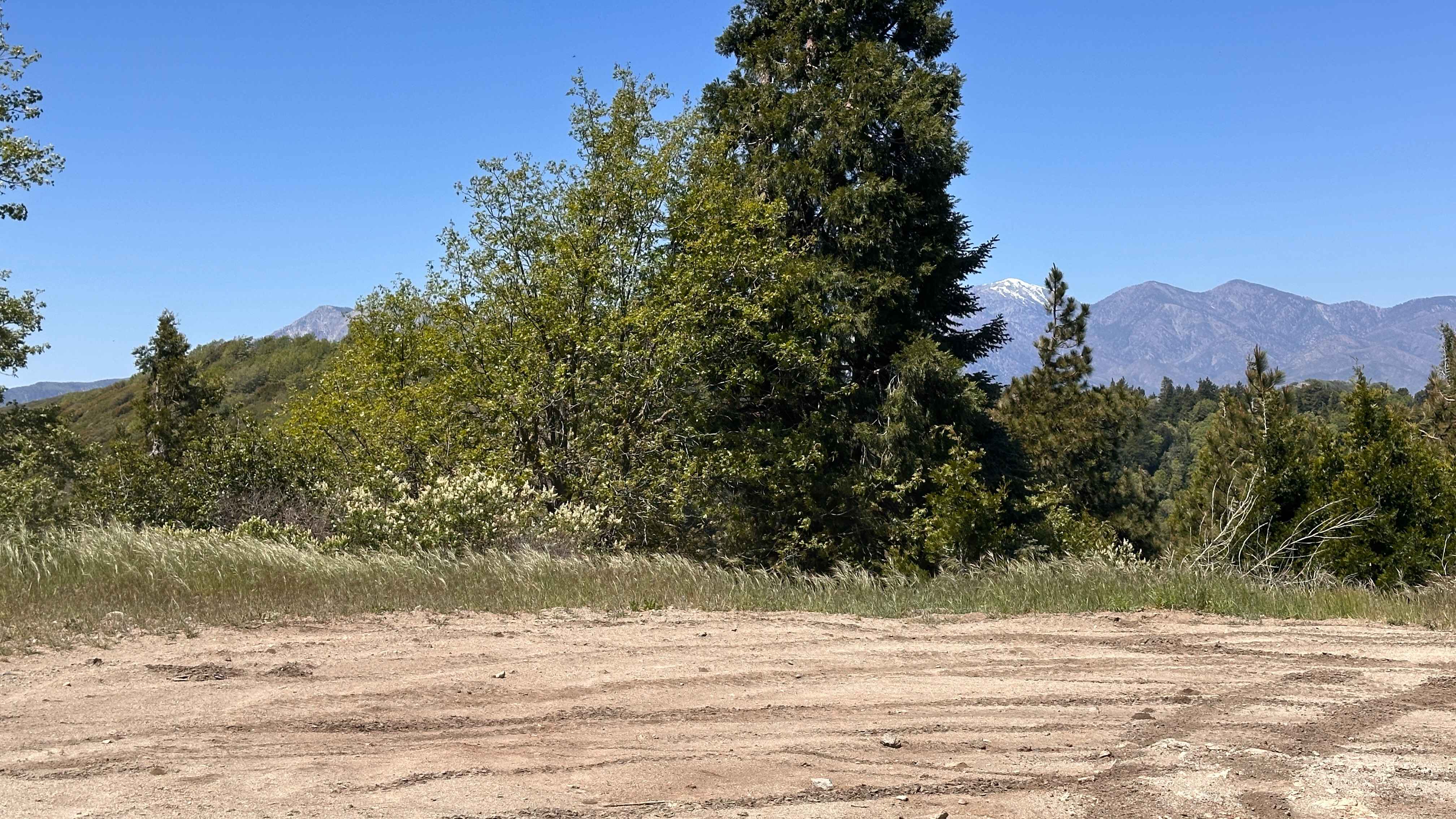 TLD Chainsaw