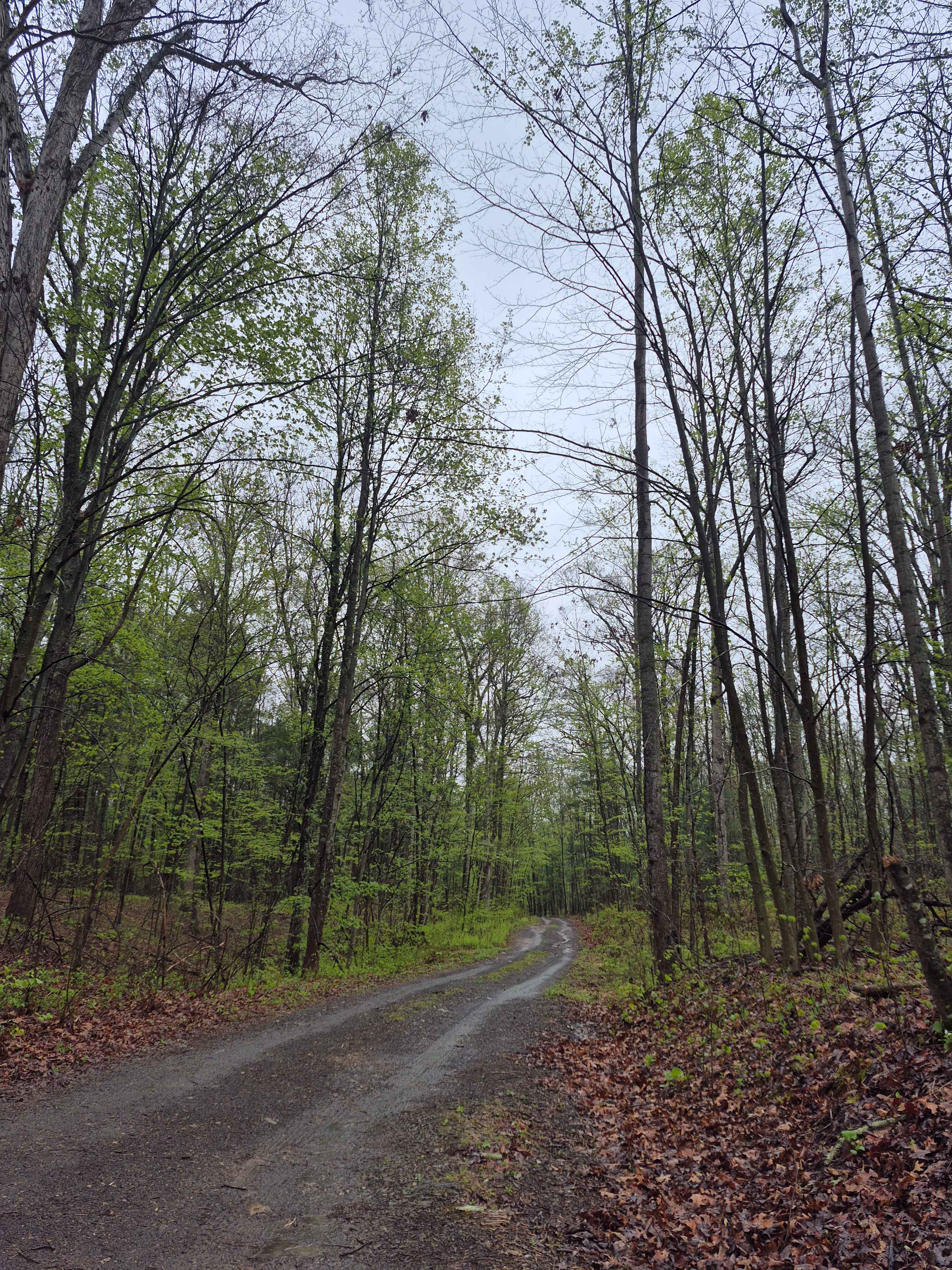 Rock Spring Trail