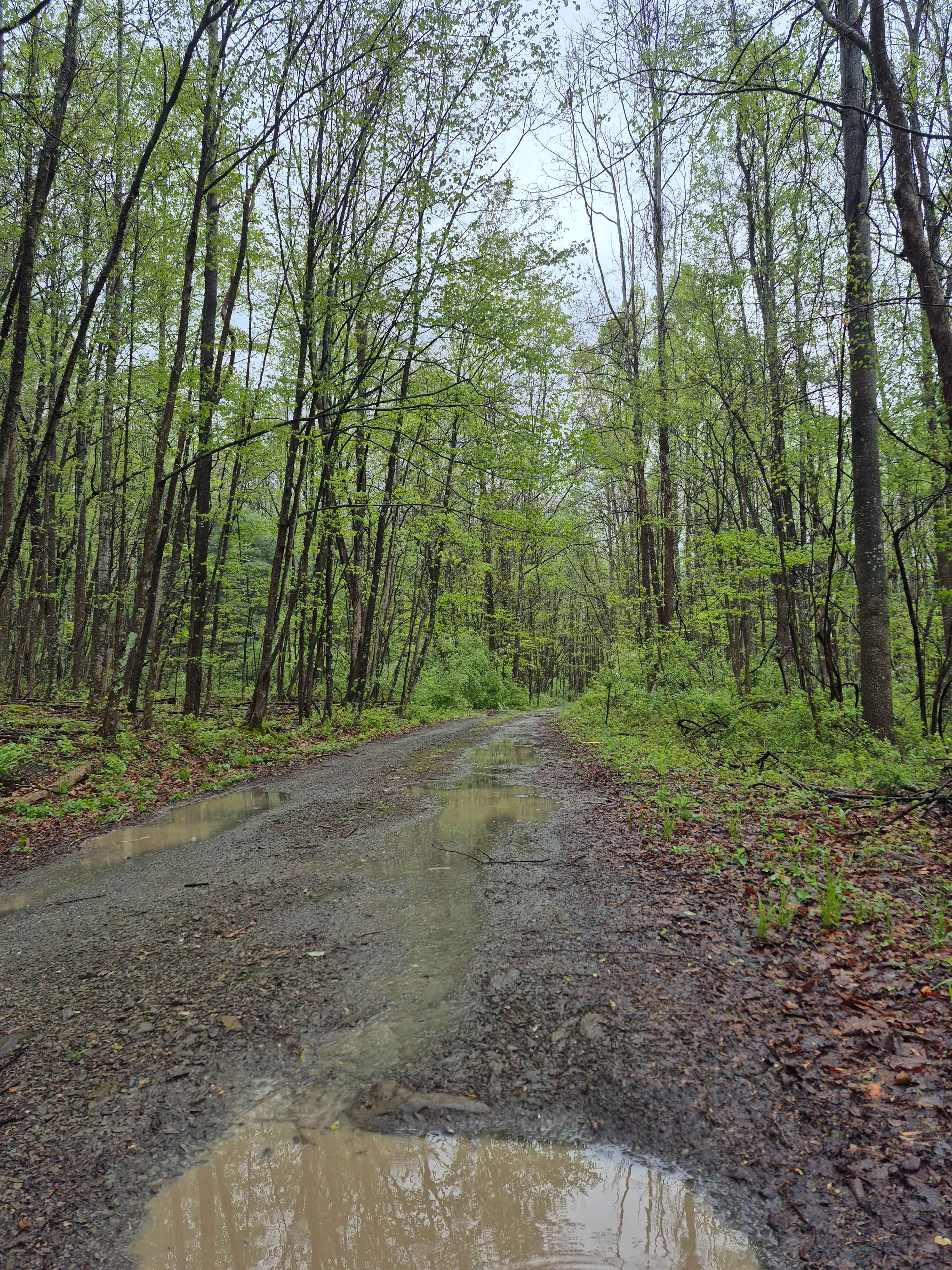 Rock Spring Trail