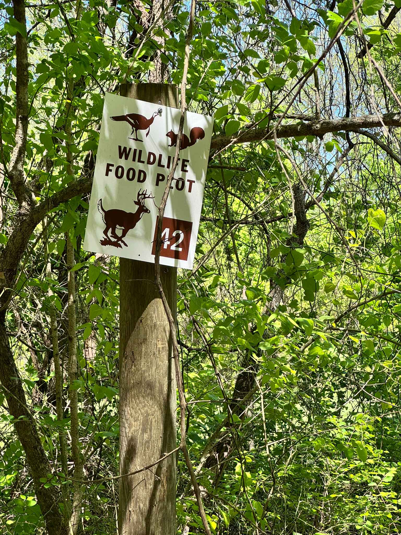 Mincy Food Plot Row