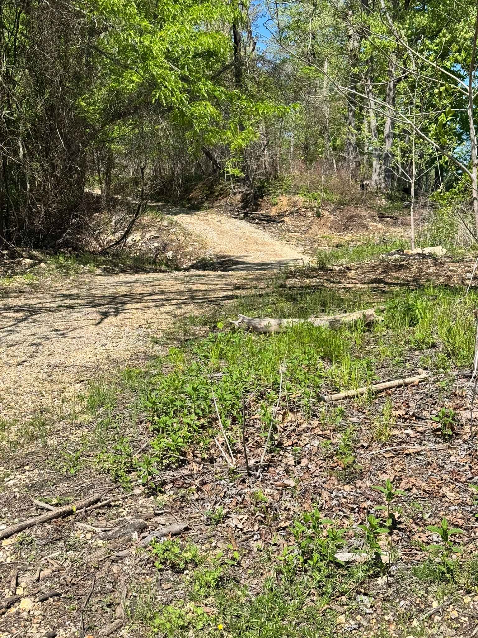 Mincy Food Plot Row