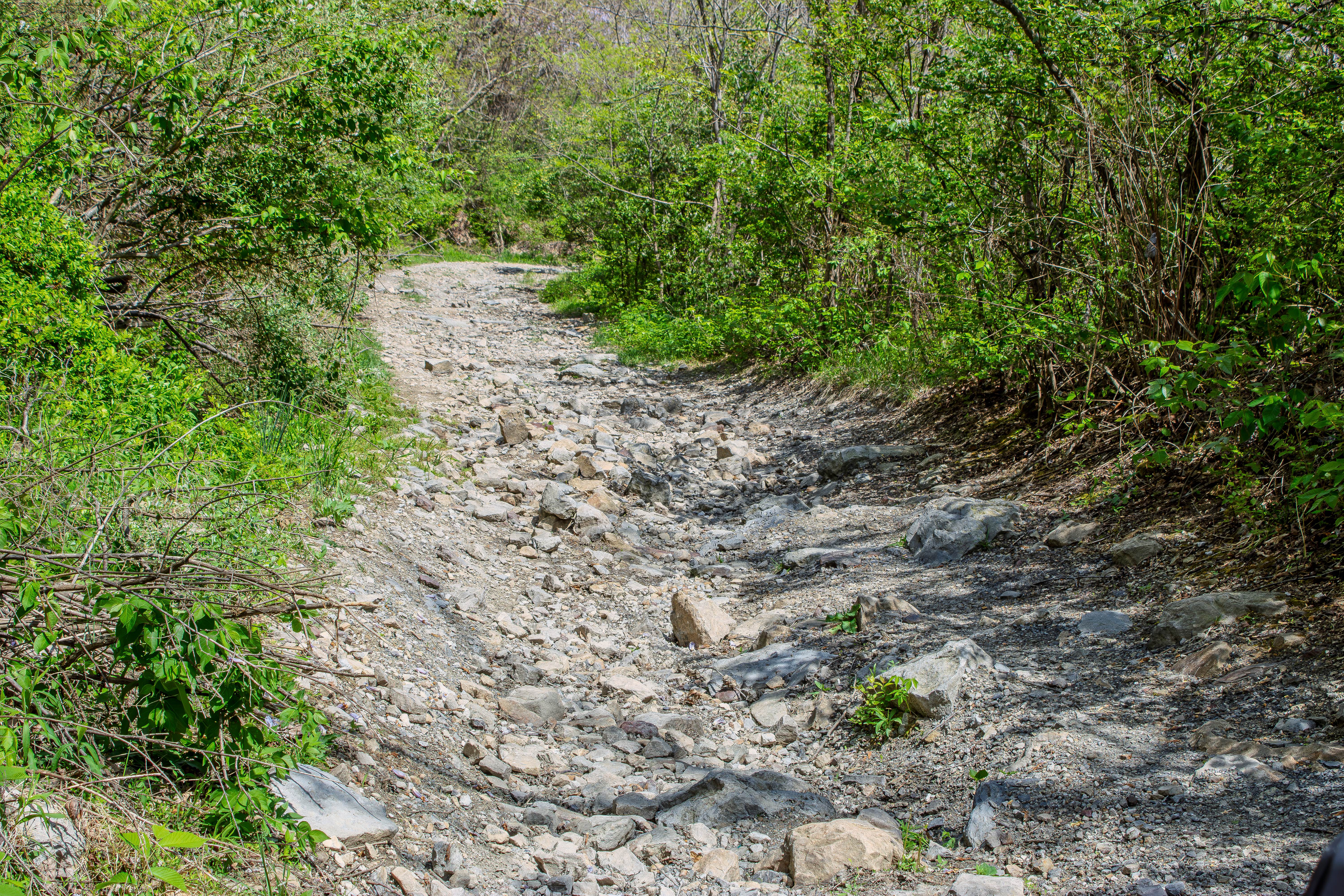 GS1 Trail