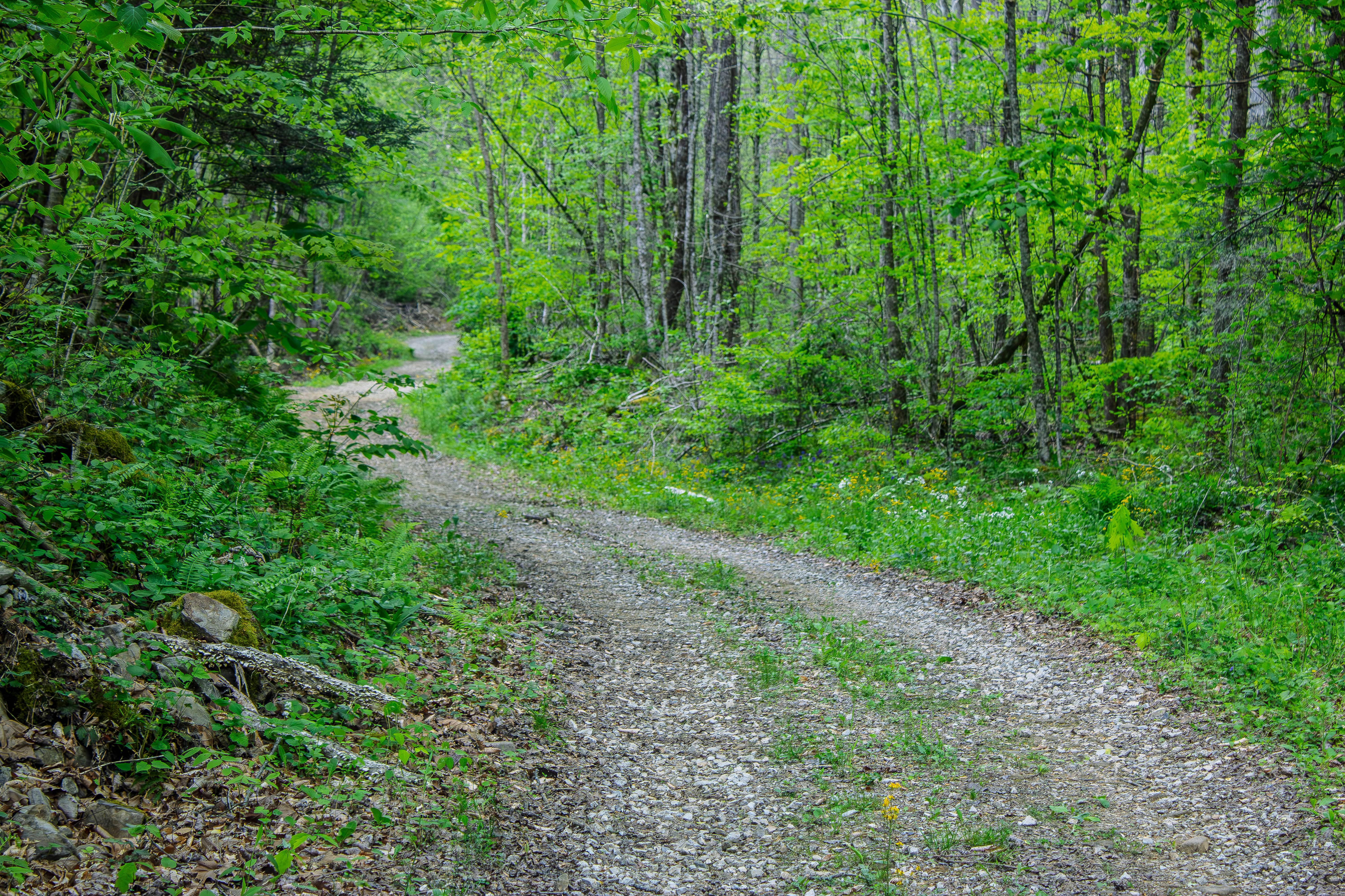 Patterson Cemetery Road