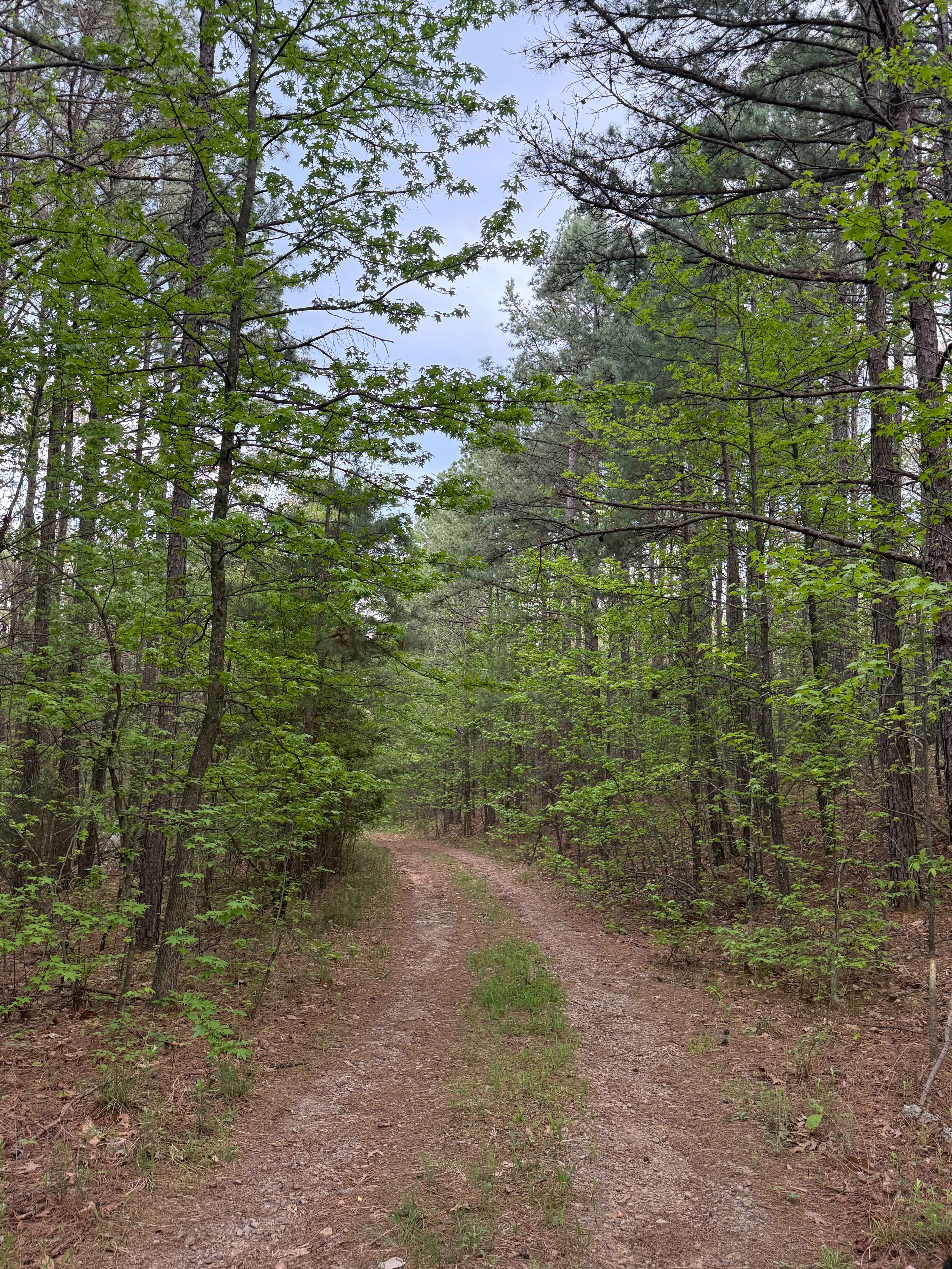 Fern Spring Trail