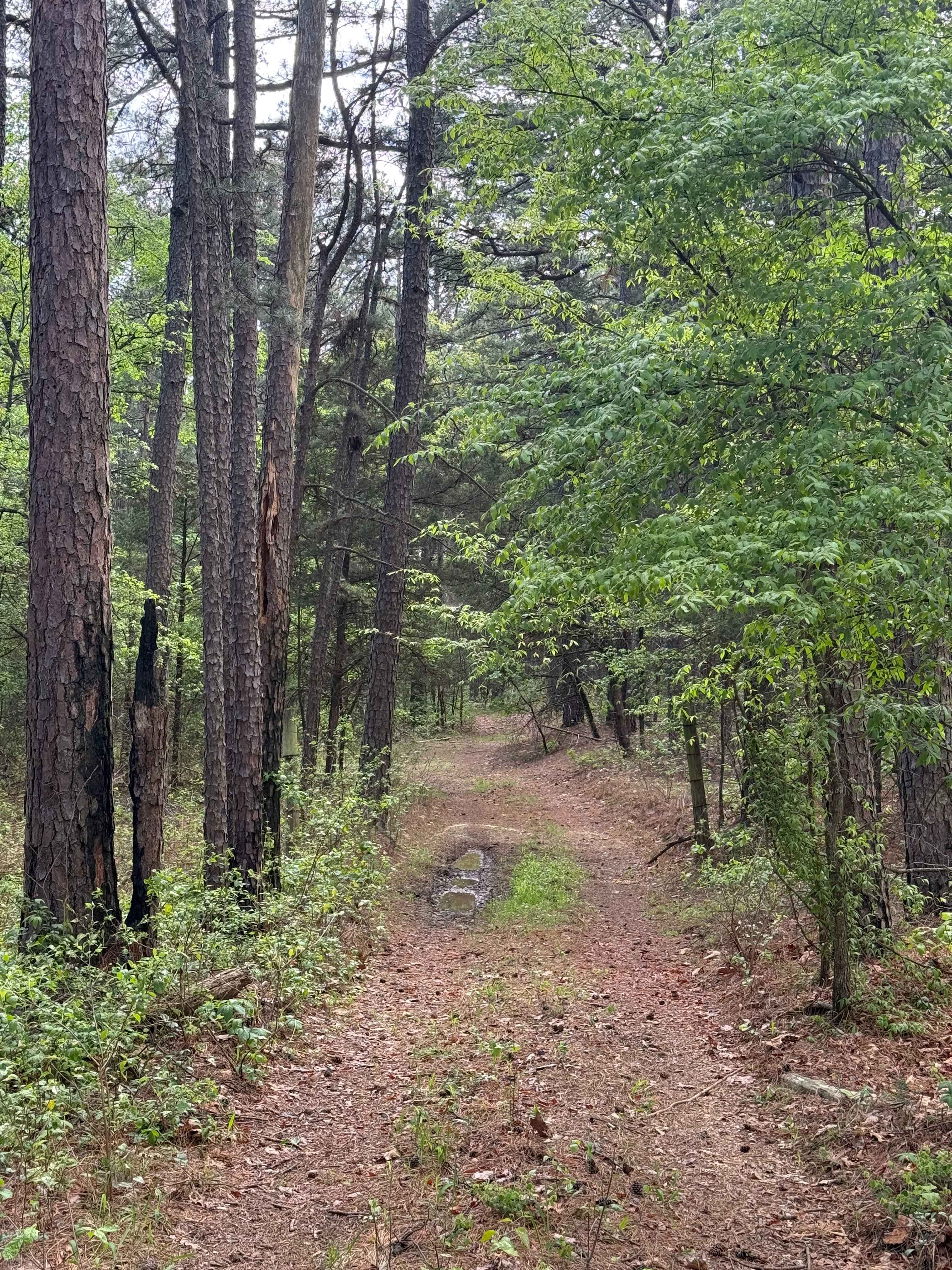 Boney Mountain Trail