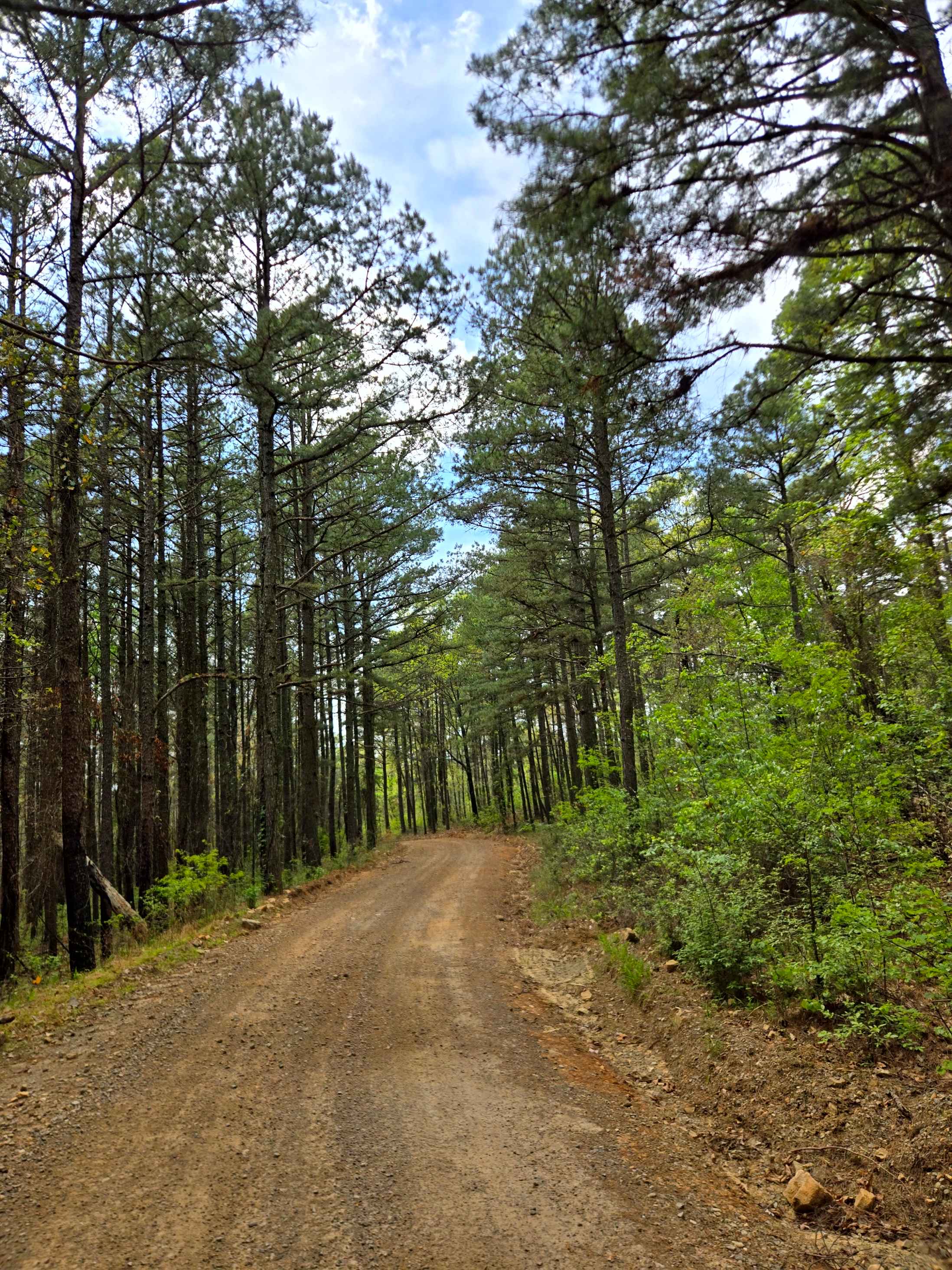Fern Mountain