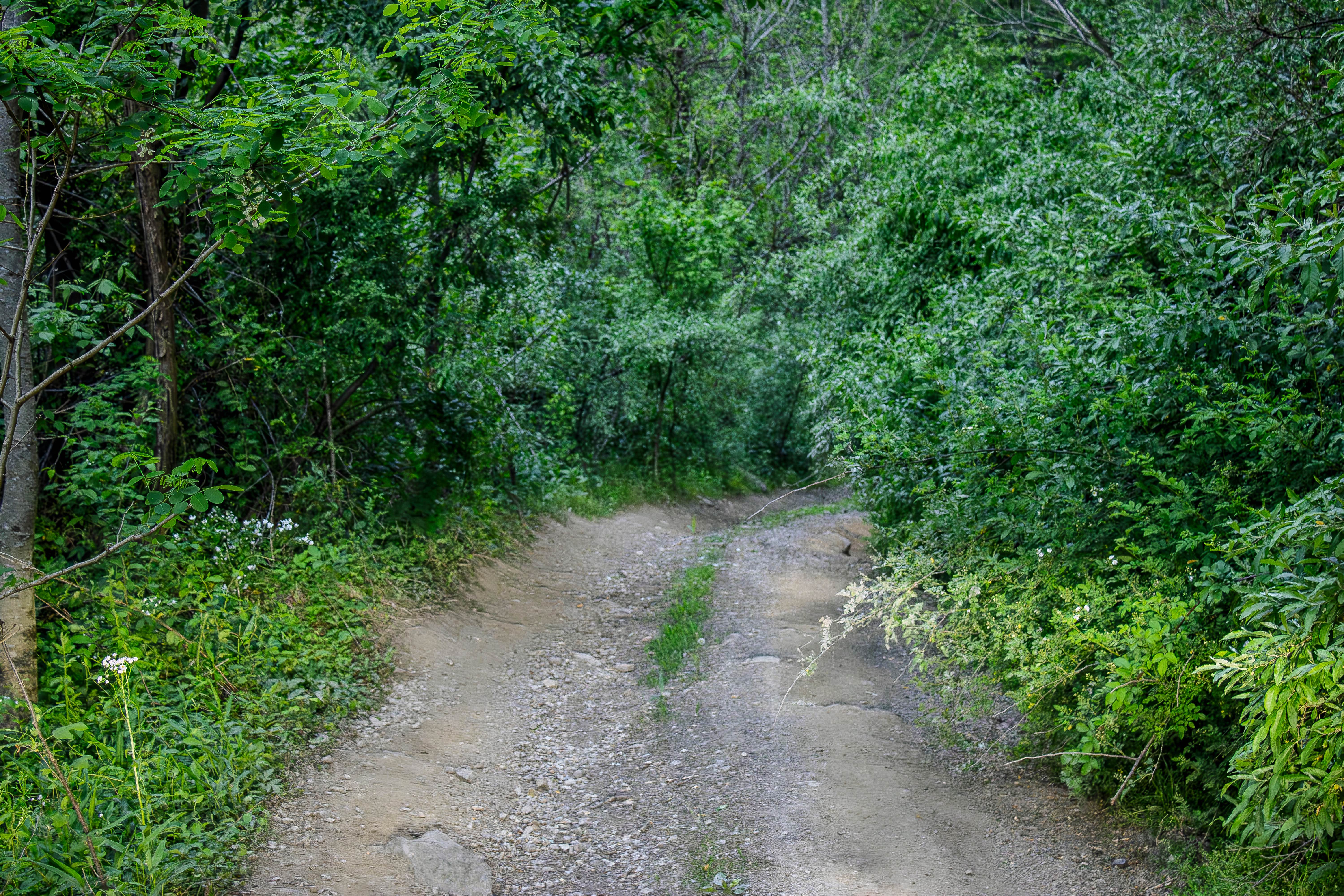 Phillips Cemetery Lane