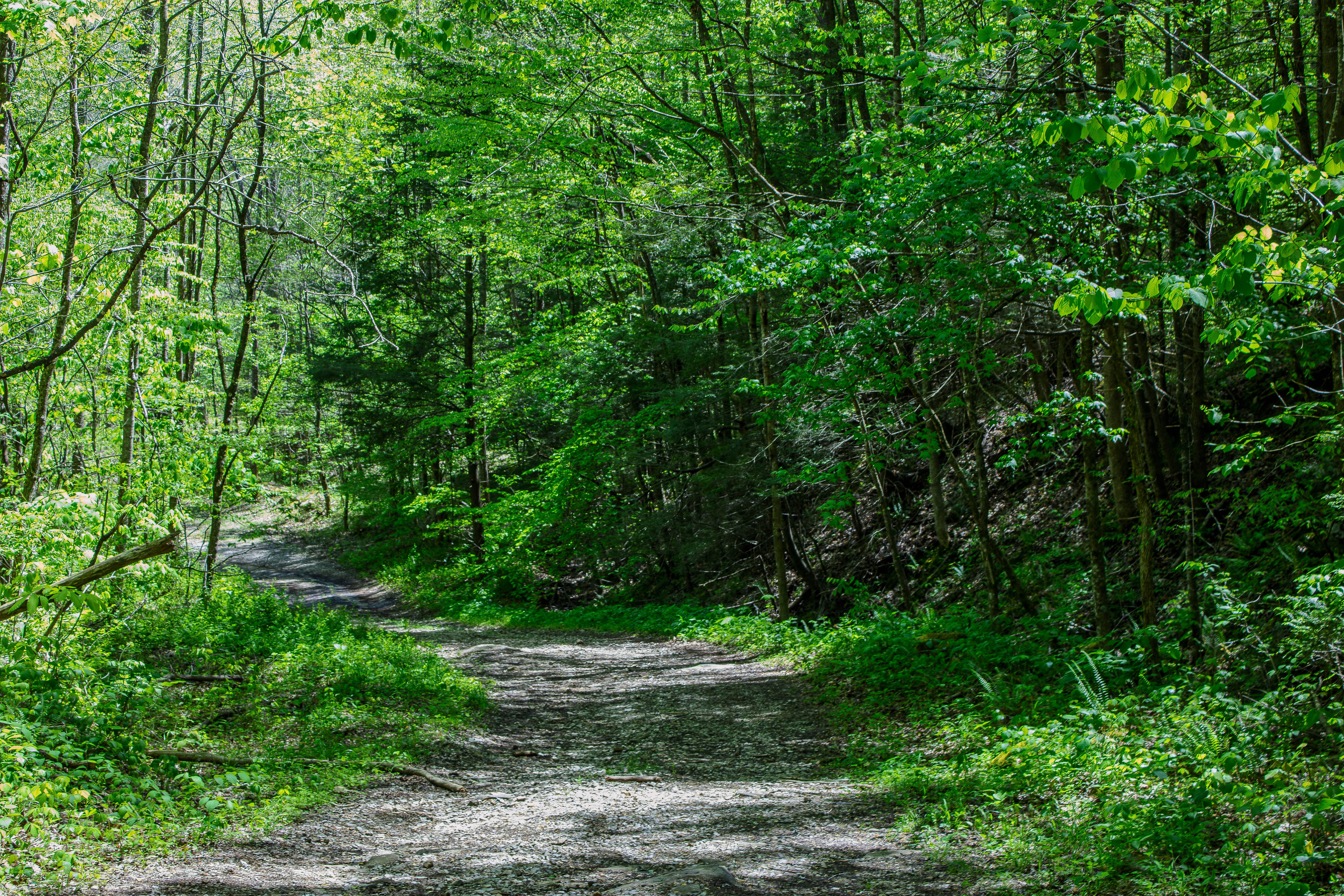 Jake's Branch Road