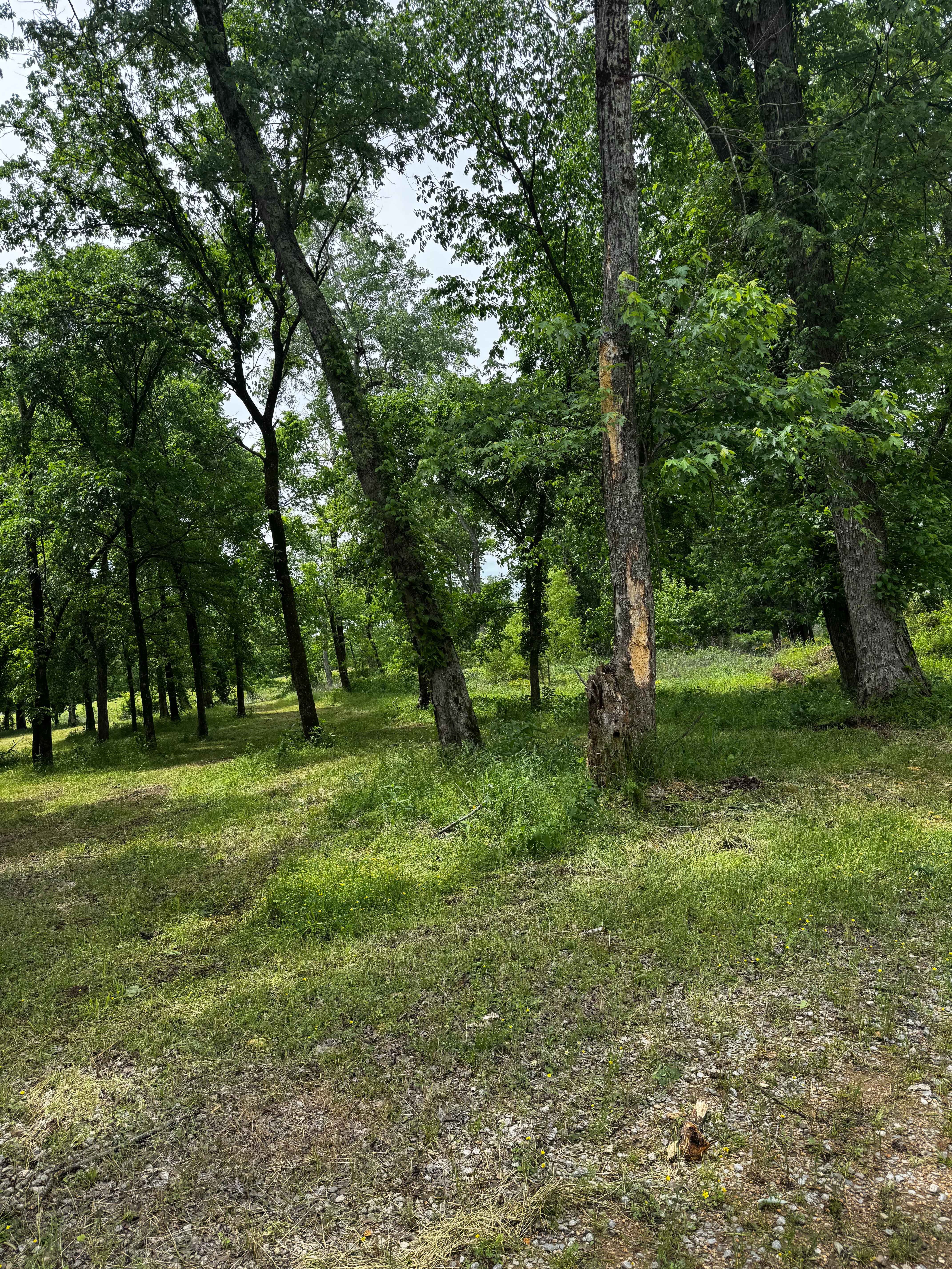 Primitive Camp Loop