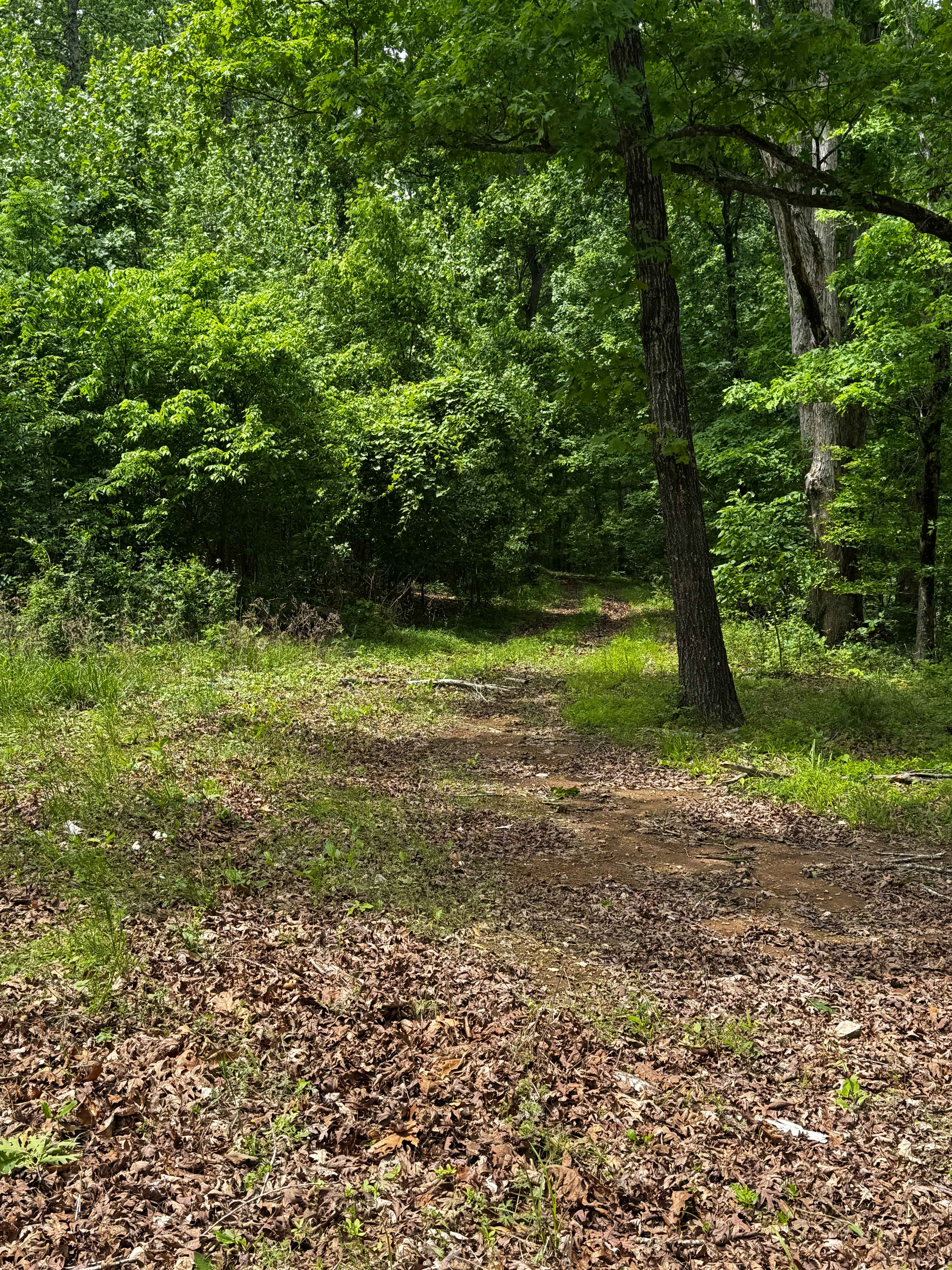 Hillside Back Side to Gate