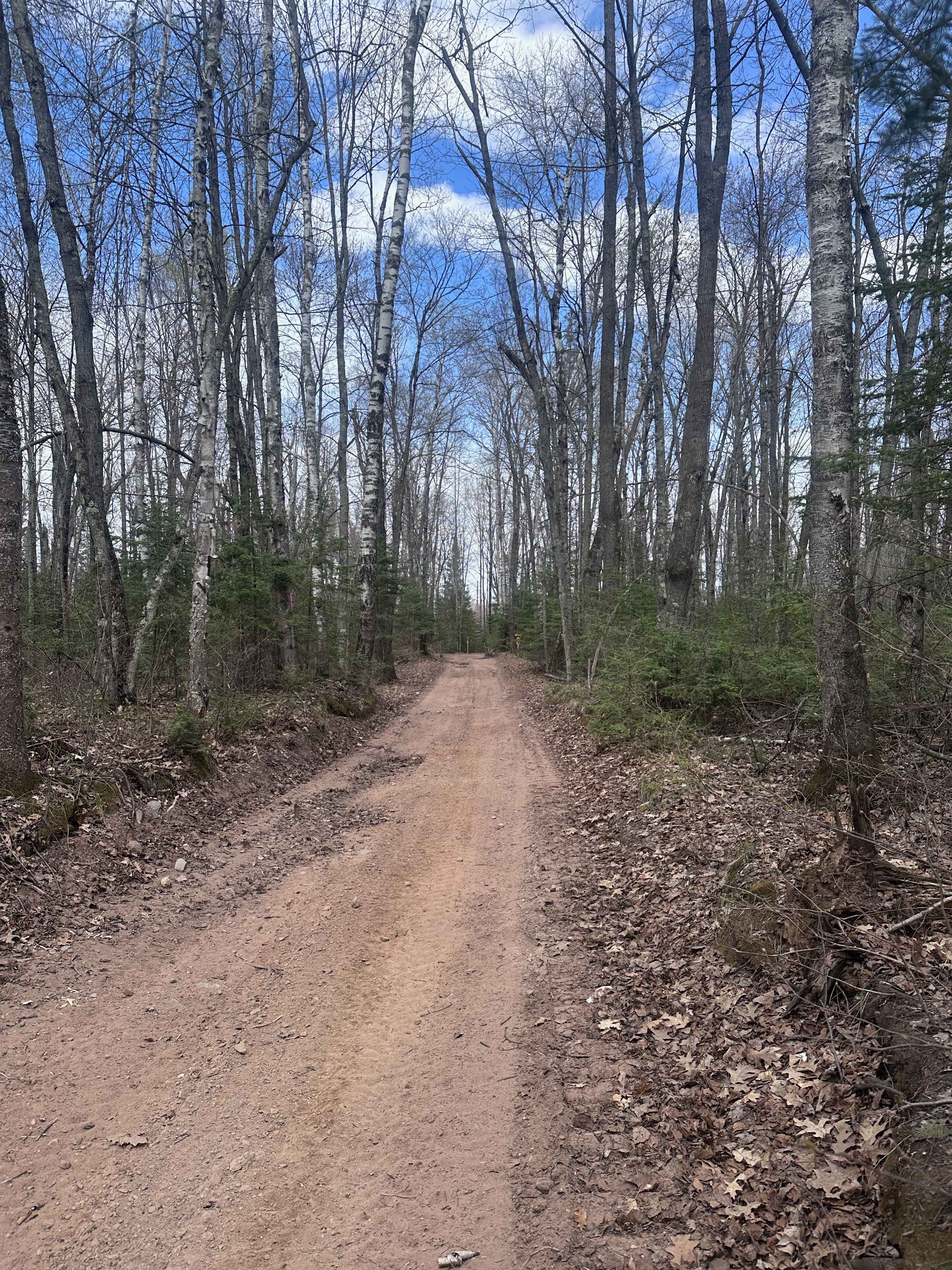 Yellow Birch Trail