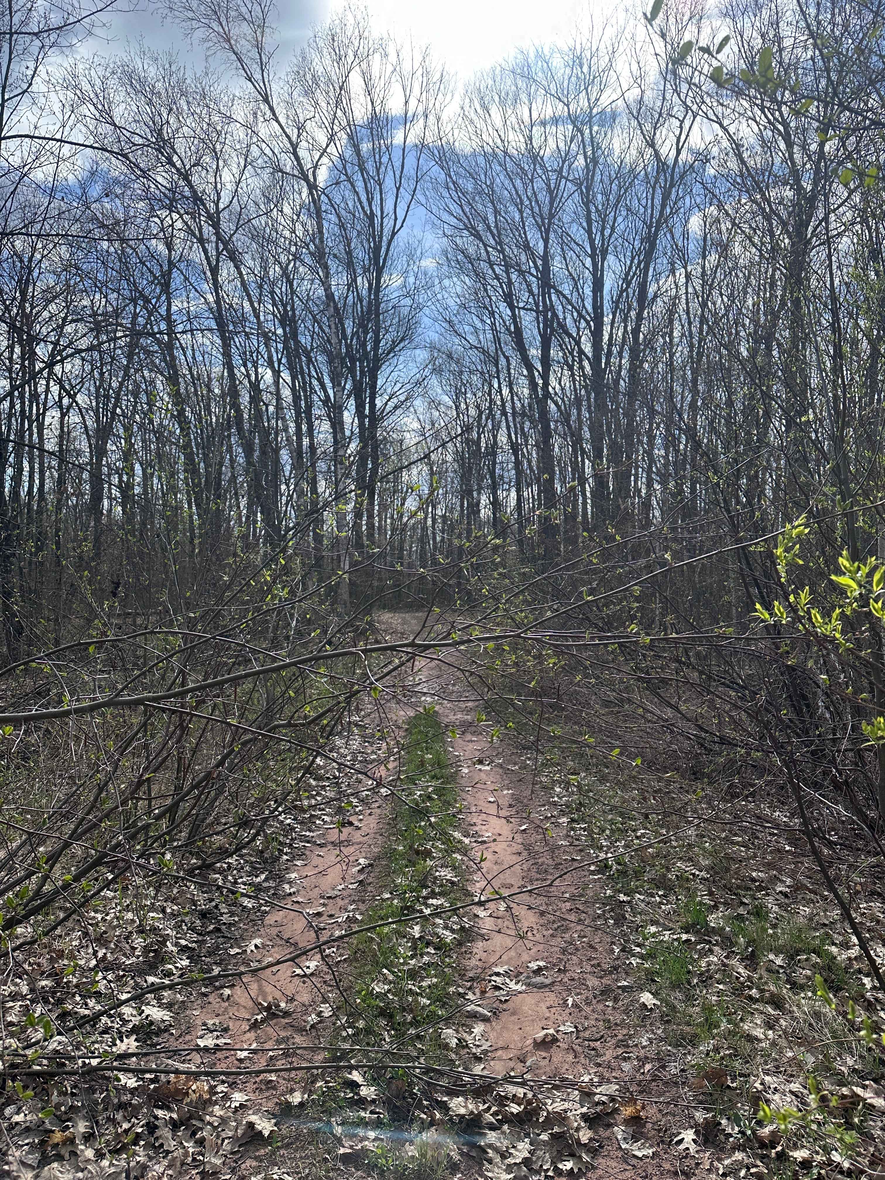 Abandoned Bog Trail