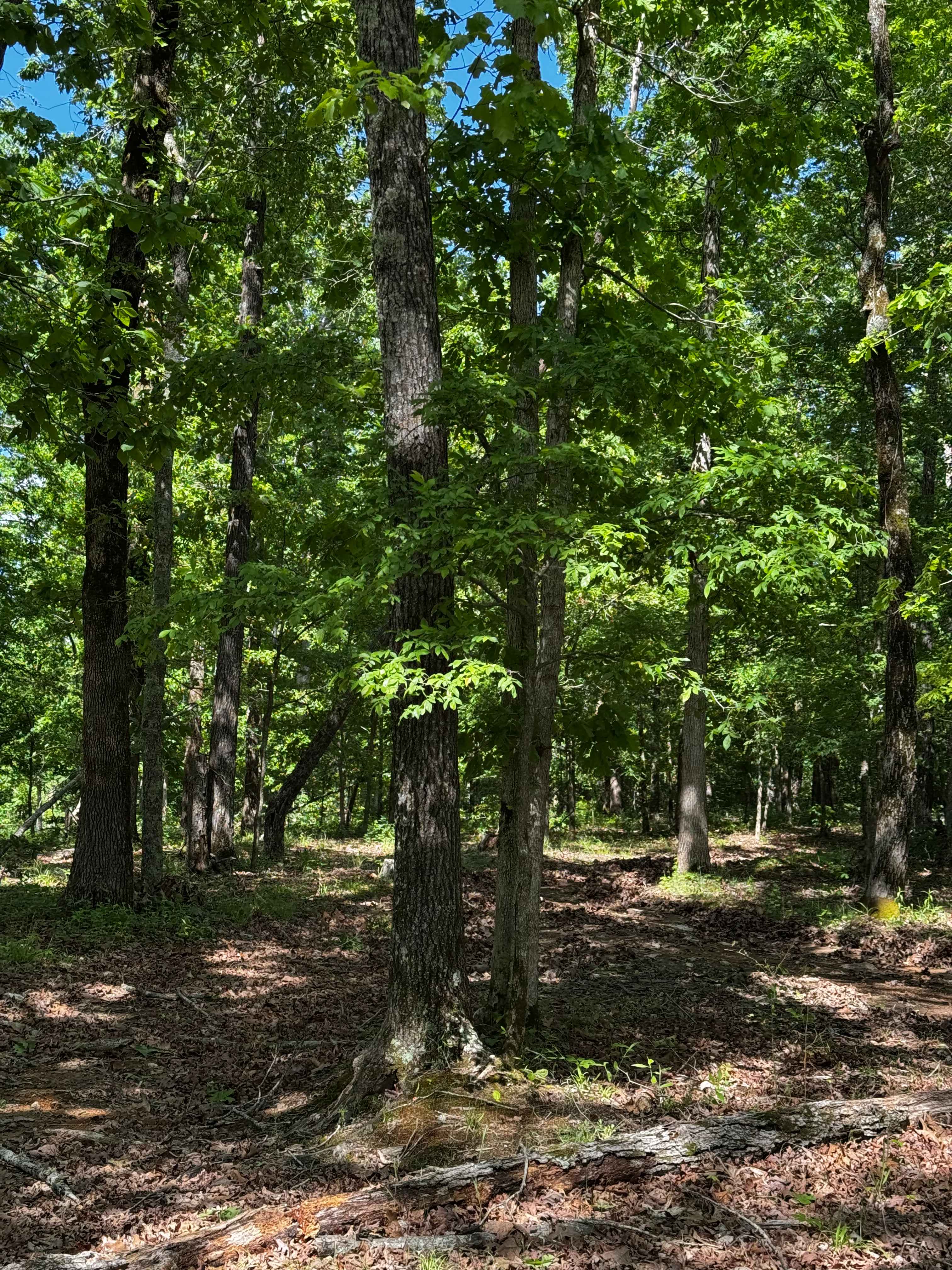 Hillside Cut