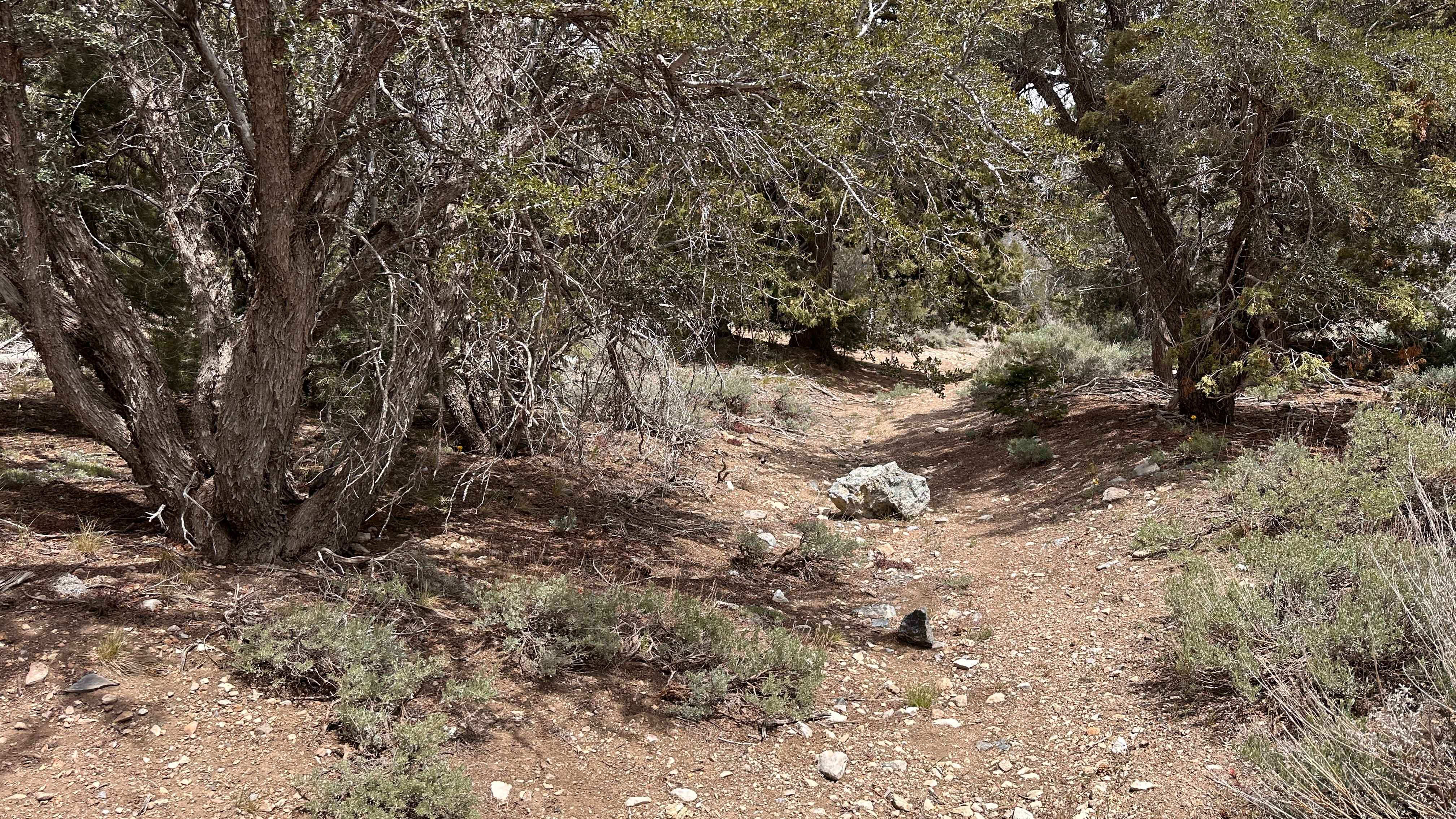 Pile Up Trail