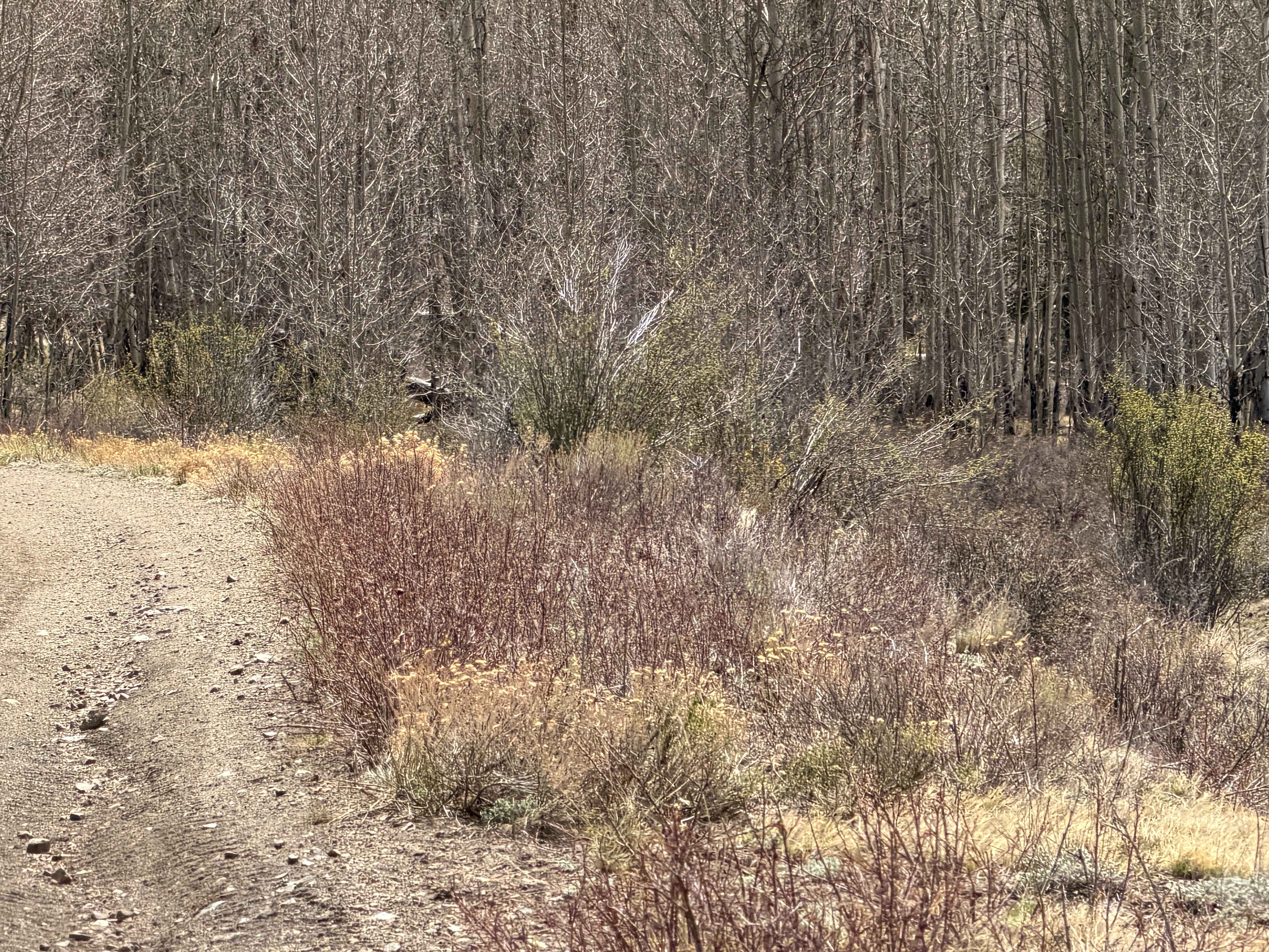 Futurity Gulch Road