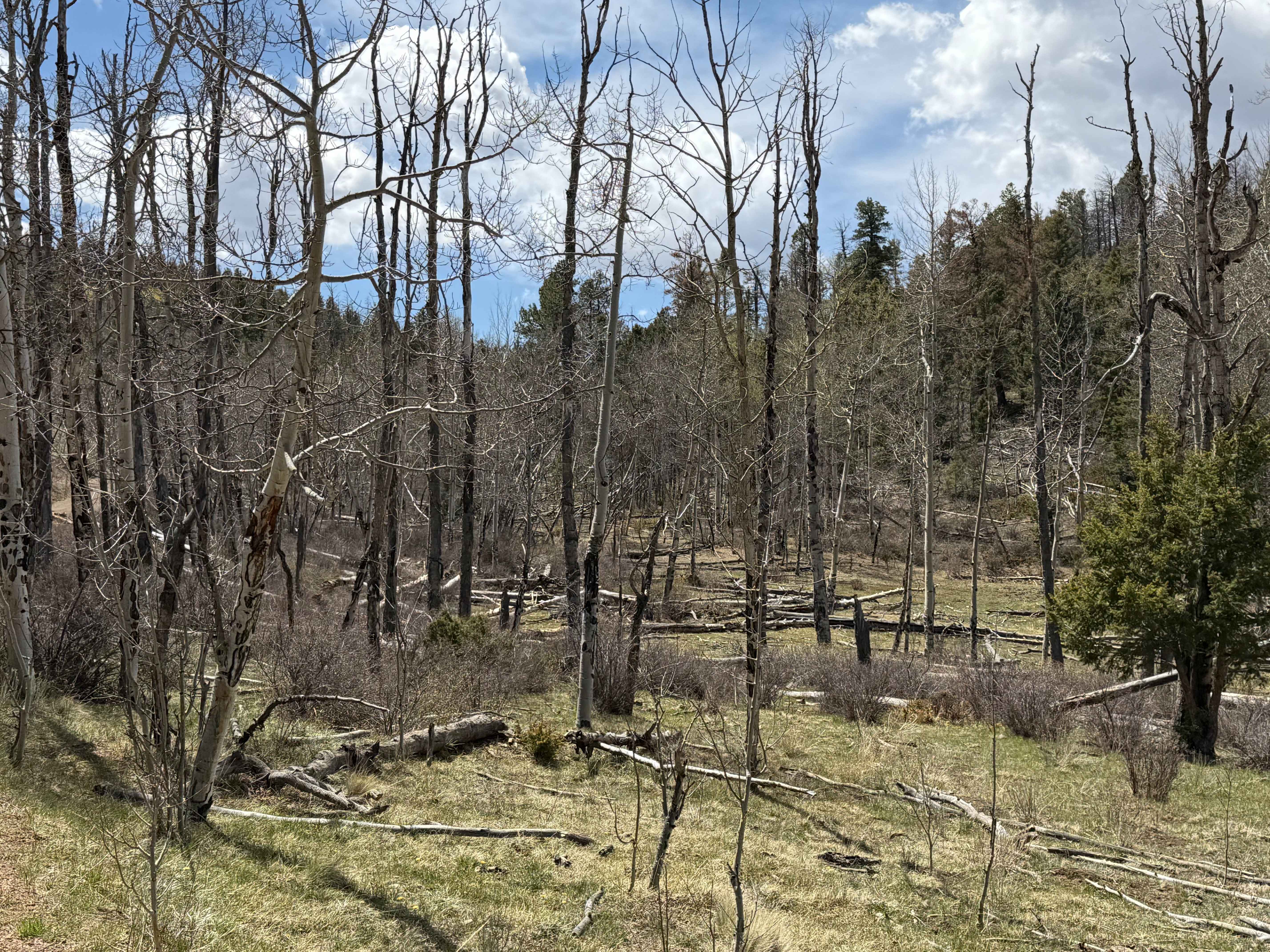 Futurity Gulch Road