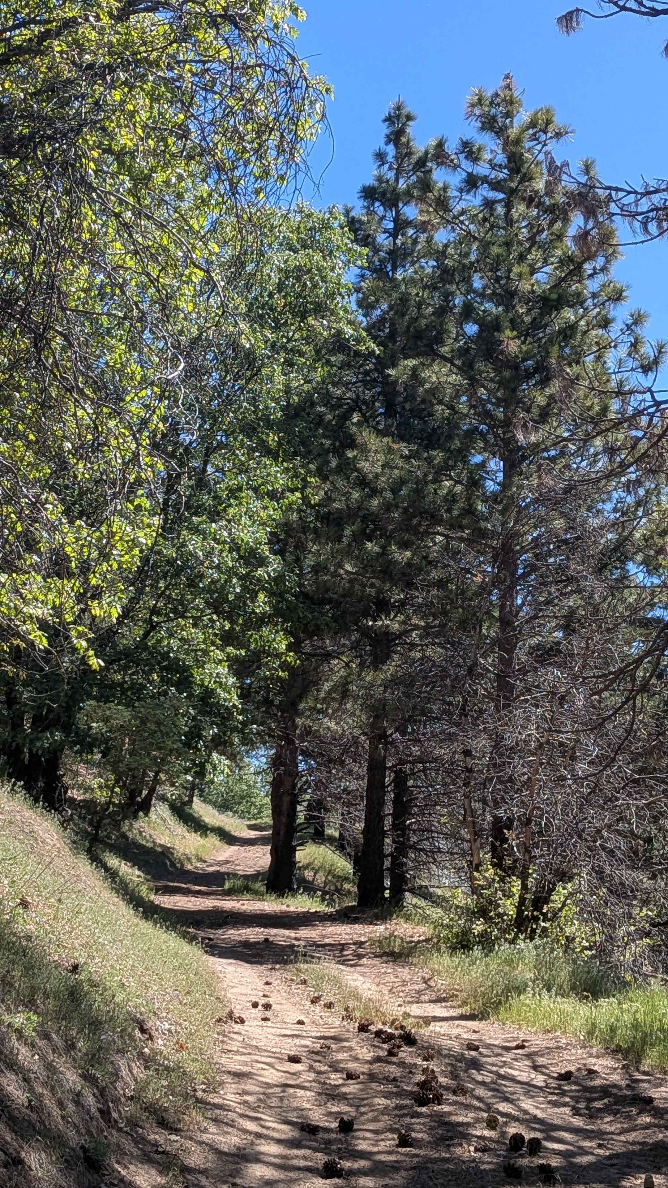 Little Poso Creek - FS 26S12
