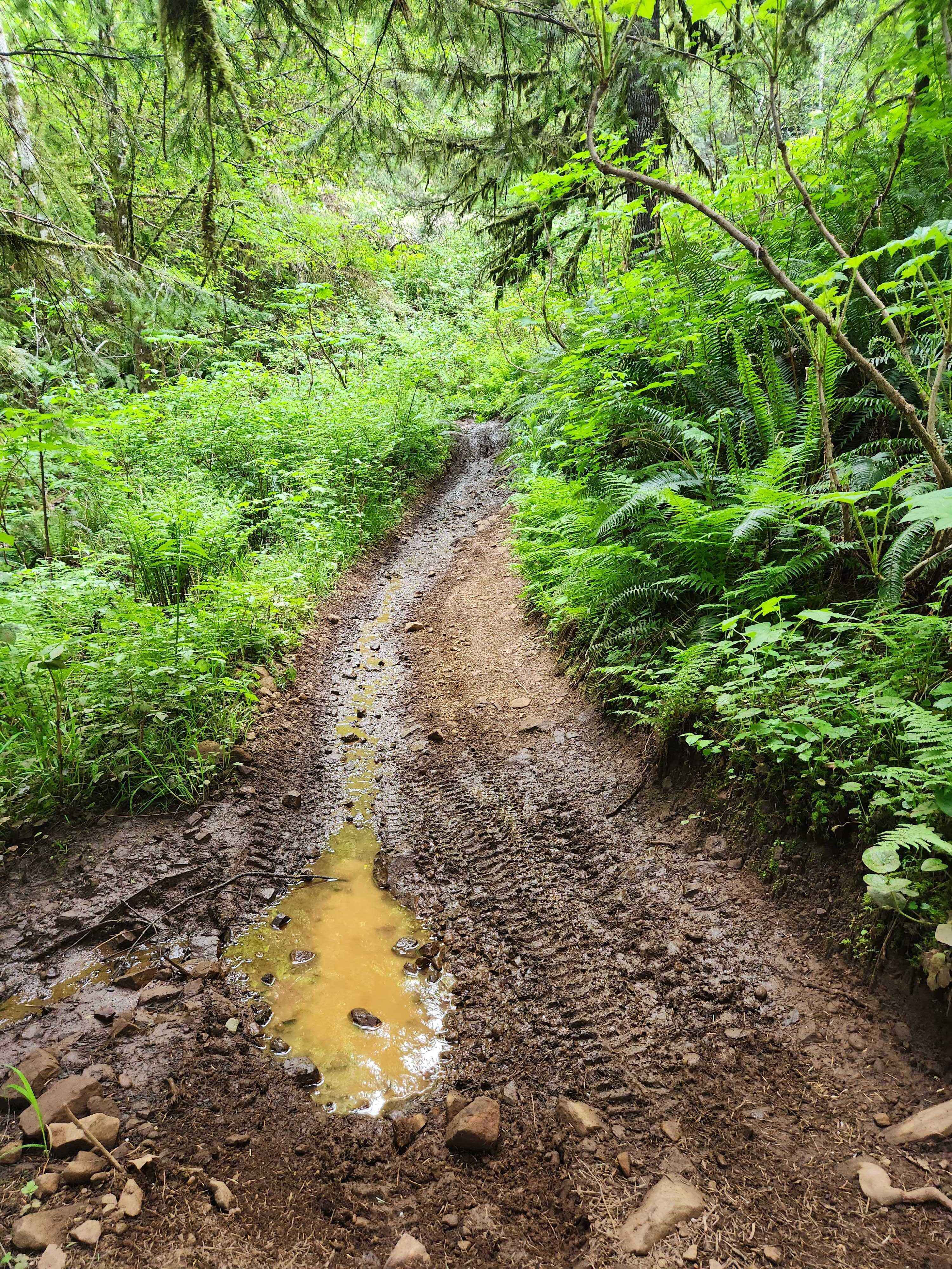 North Rim Trail #1