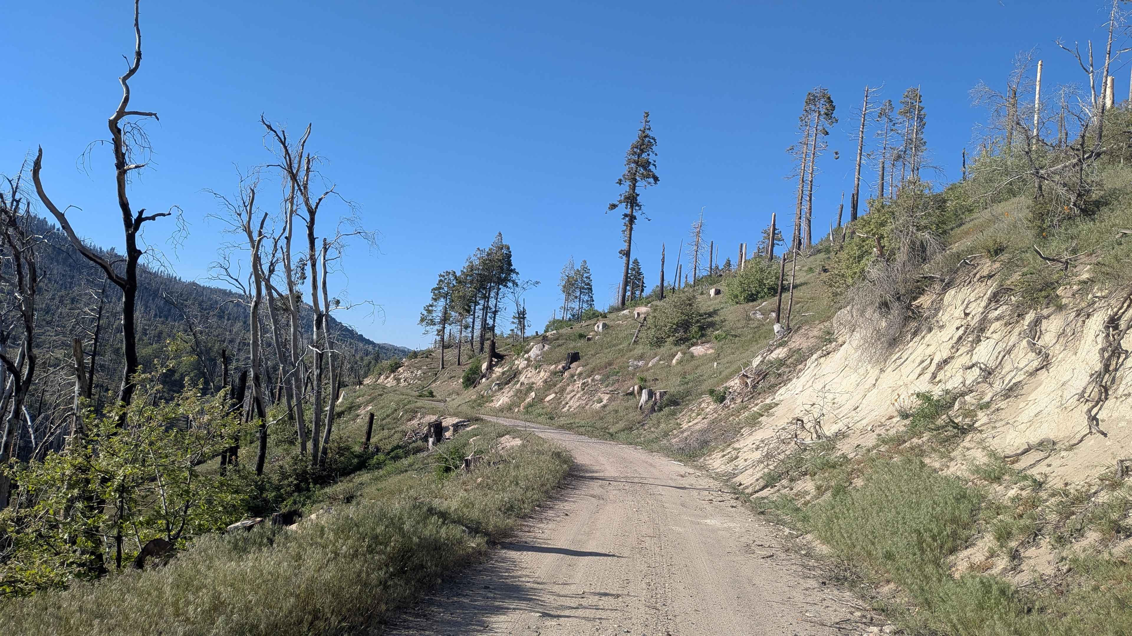 Portuguese Meadow - FS 24S15