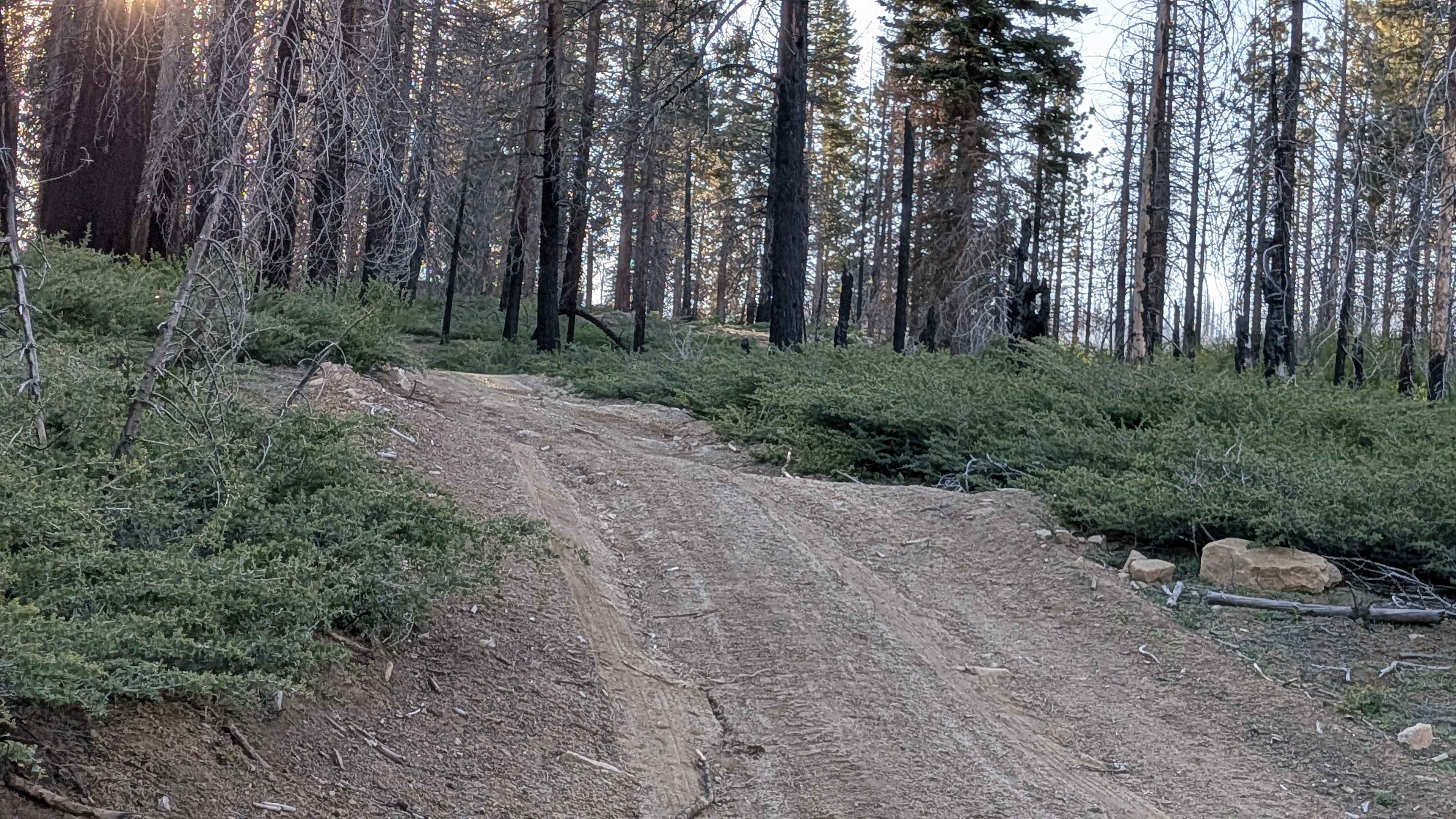 Forks - FS 23S62