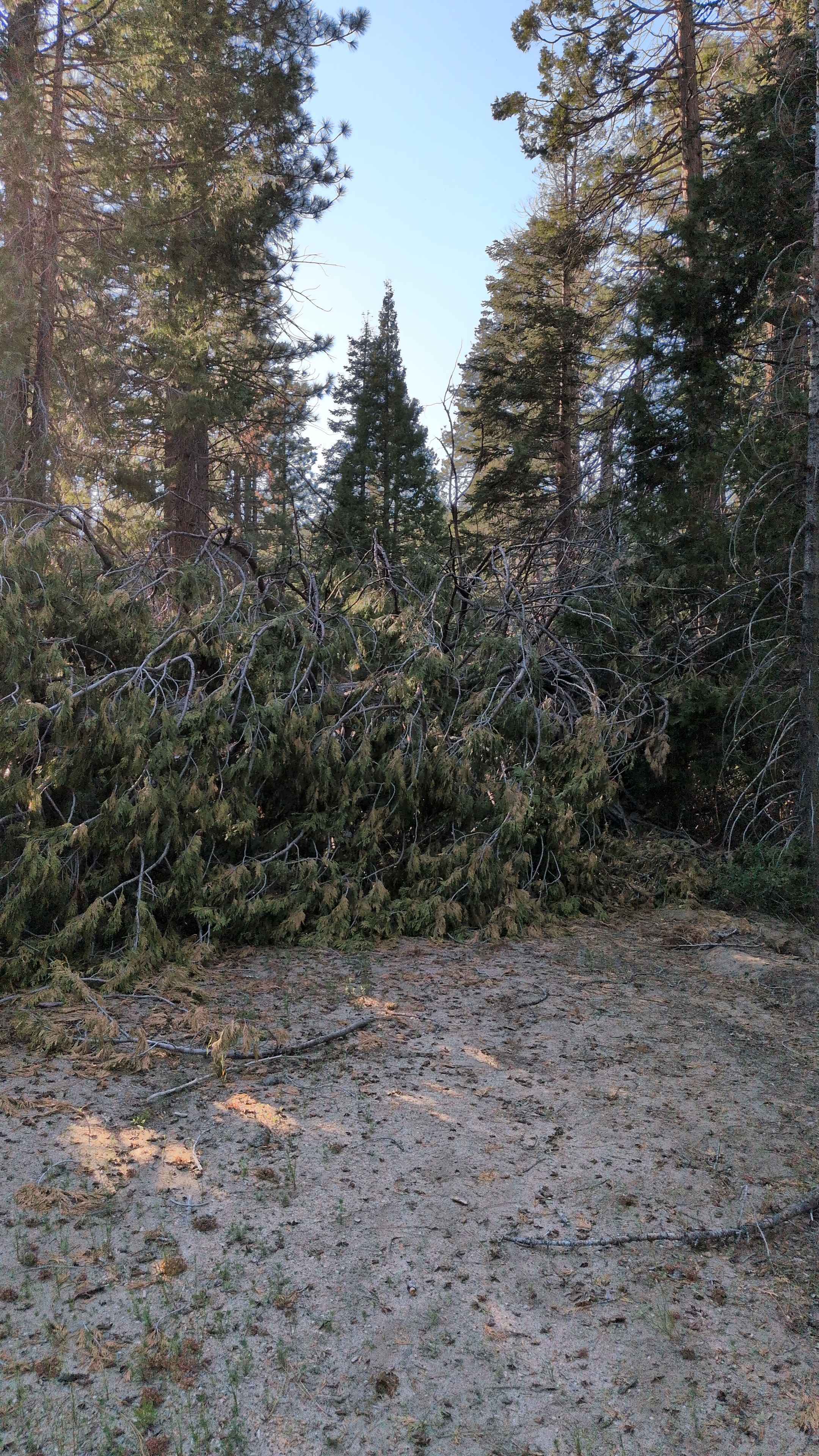 Redwood Meadow - FS 22S13