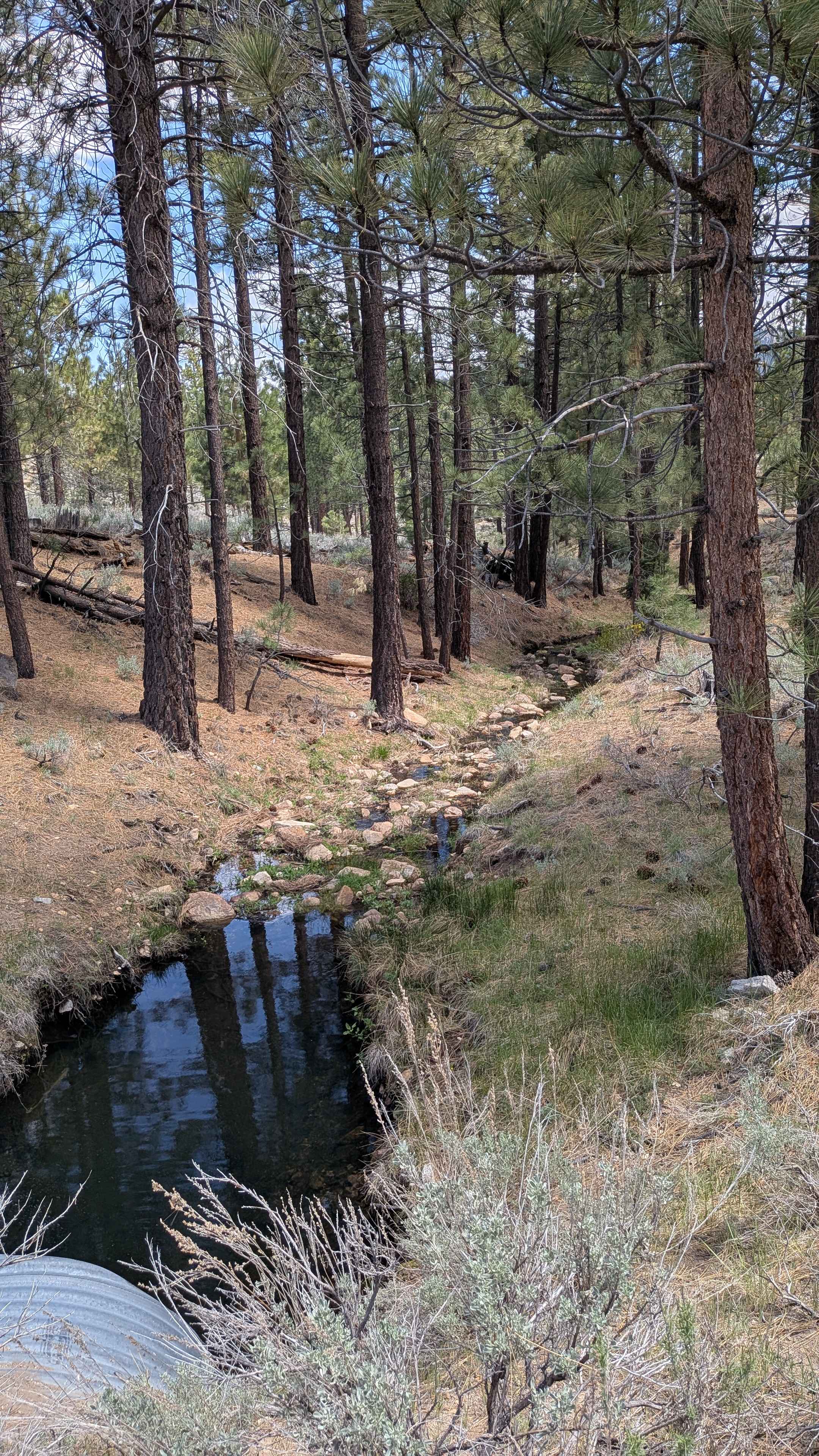 Taylor Creek - FS 24S43