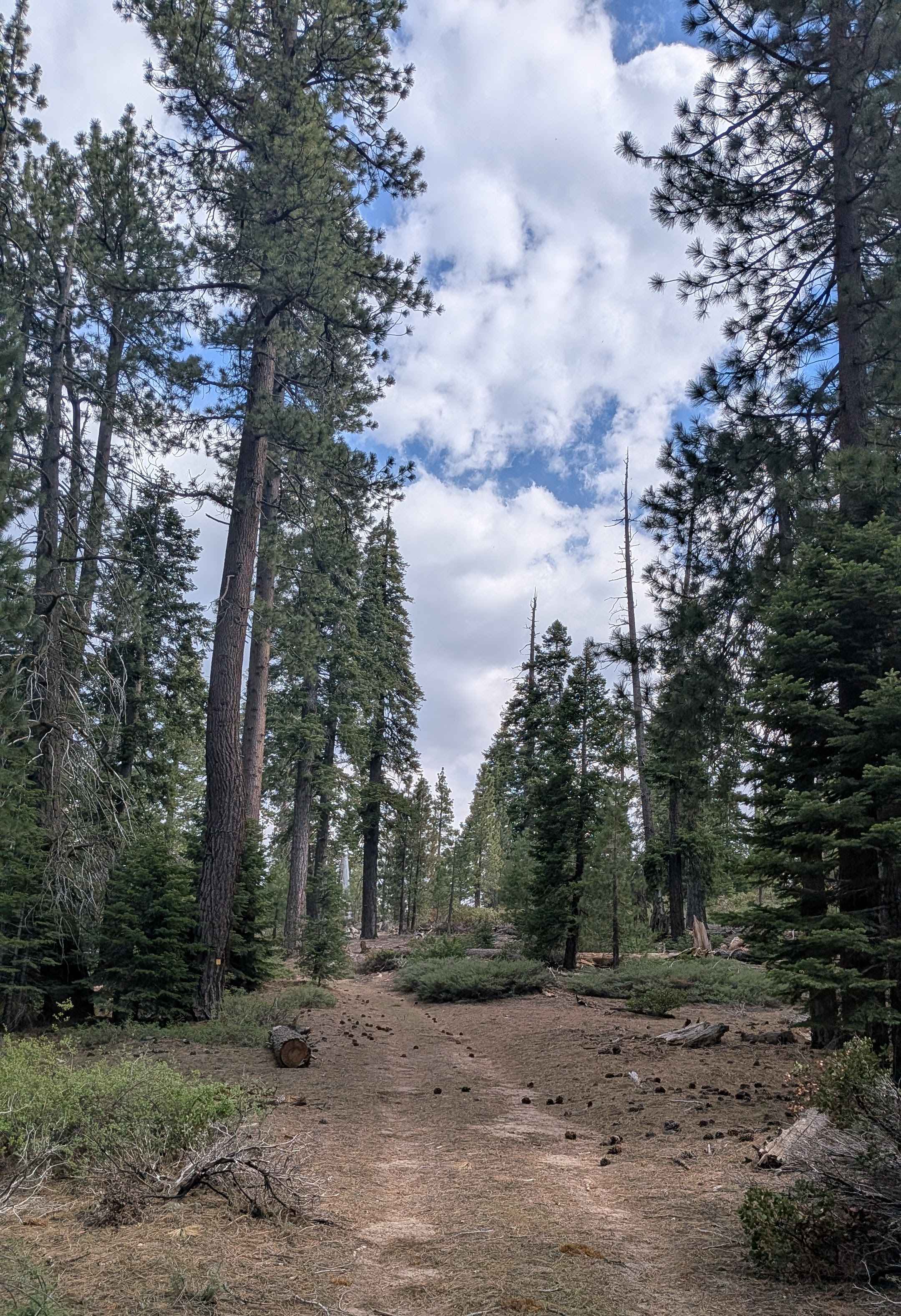 Cannell Meadow - FS 24S56