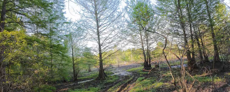 Hickahala Creek Trail