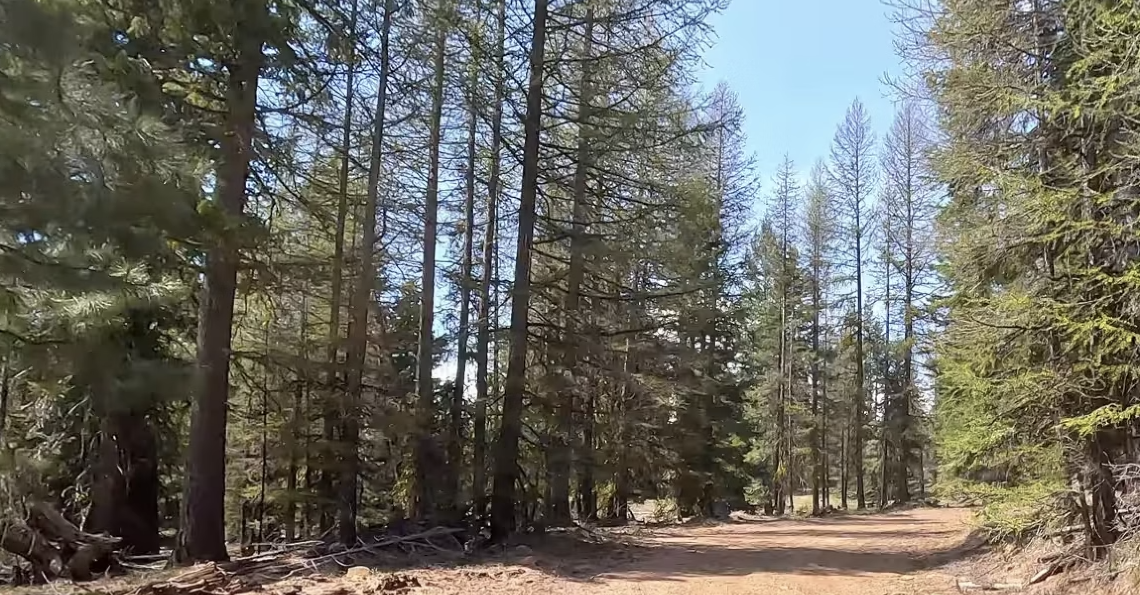Green cabin road