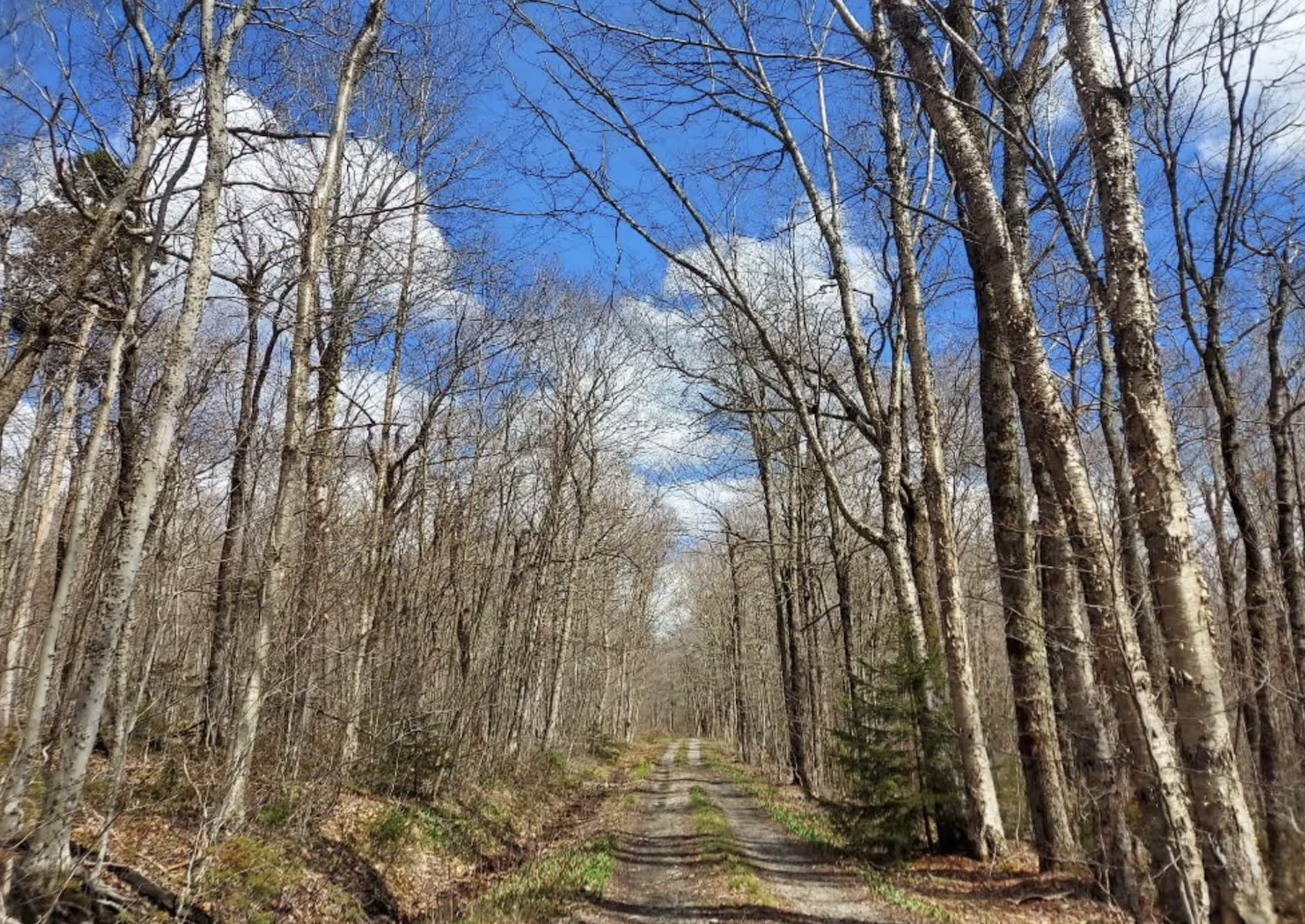 Smith Woods Trail