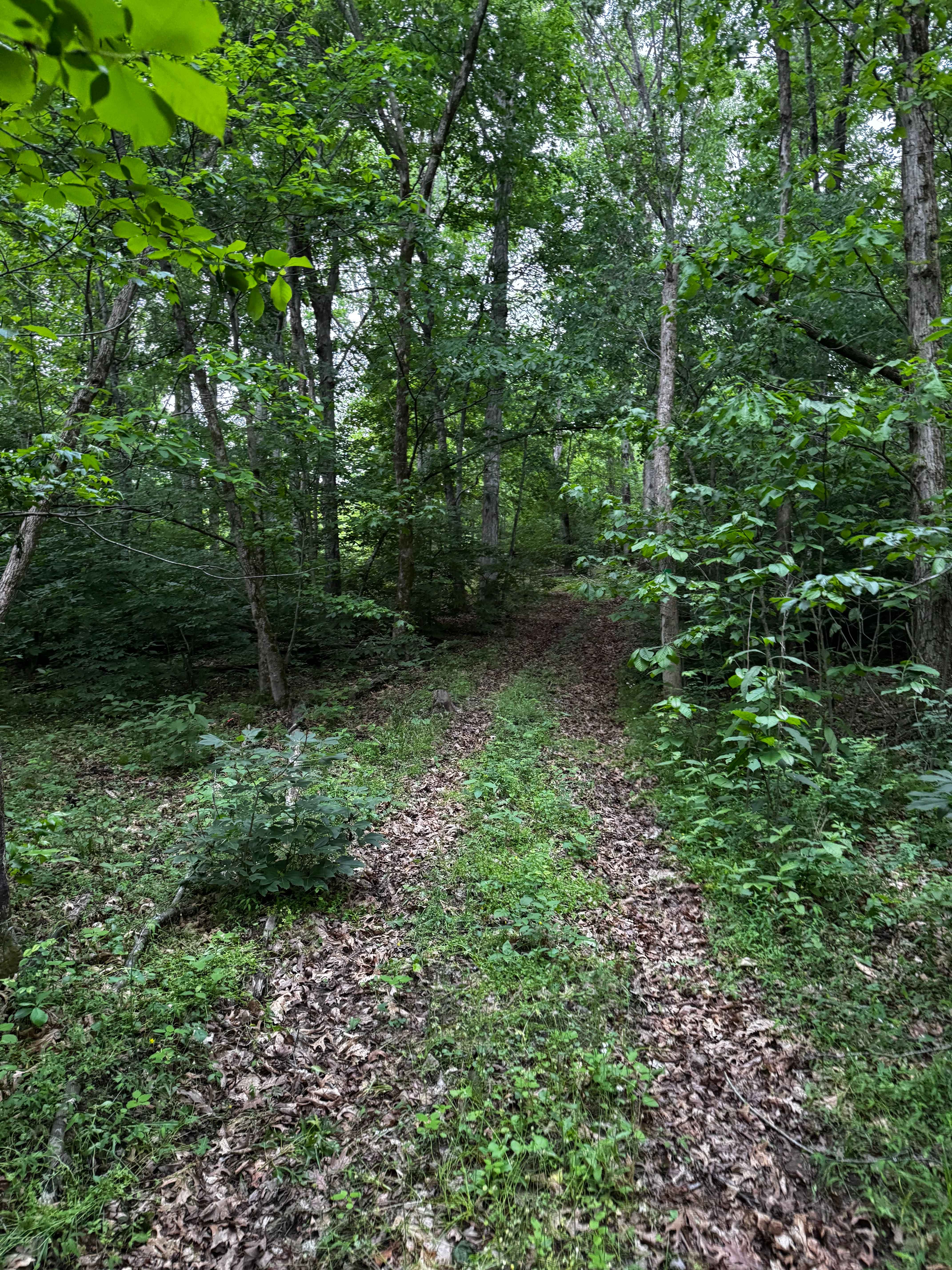 Hillside Climb