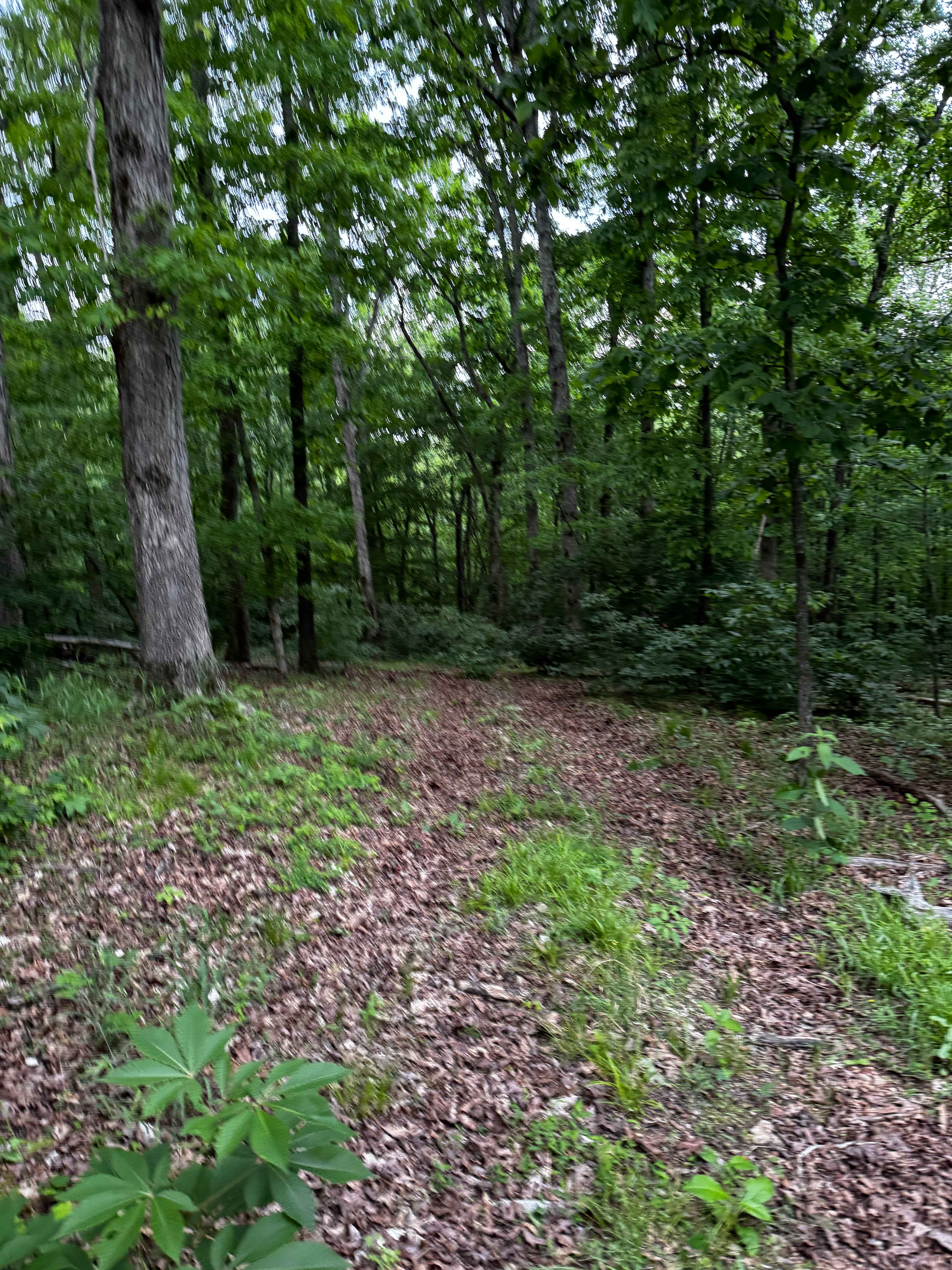 Hillside Climb