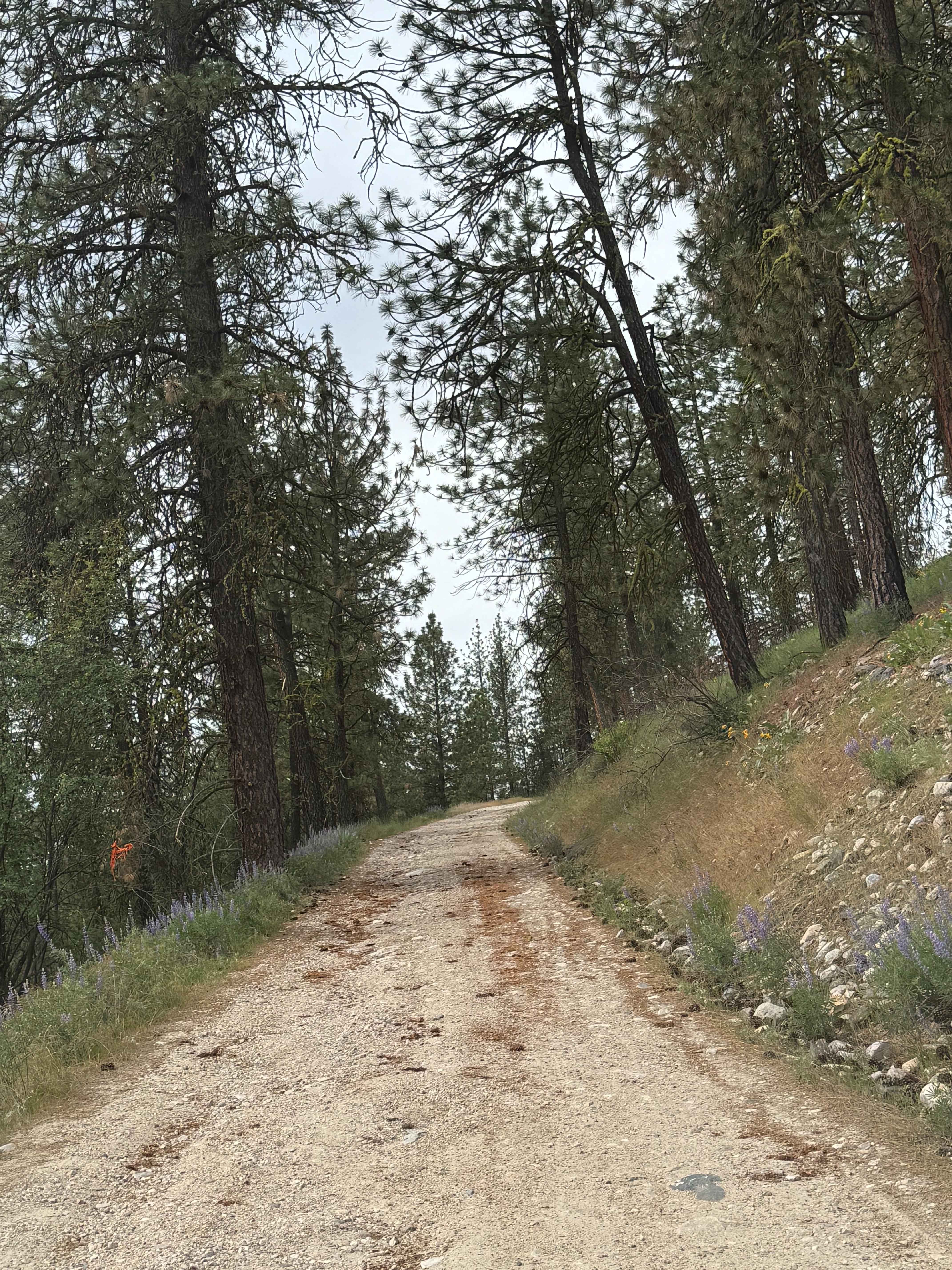 Bisbee Mountain Road
