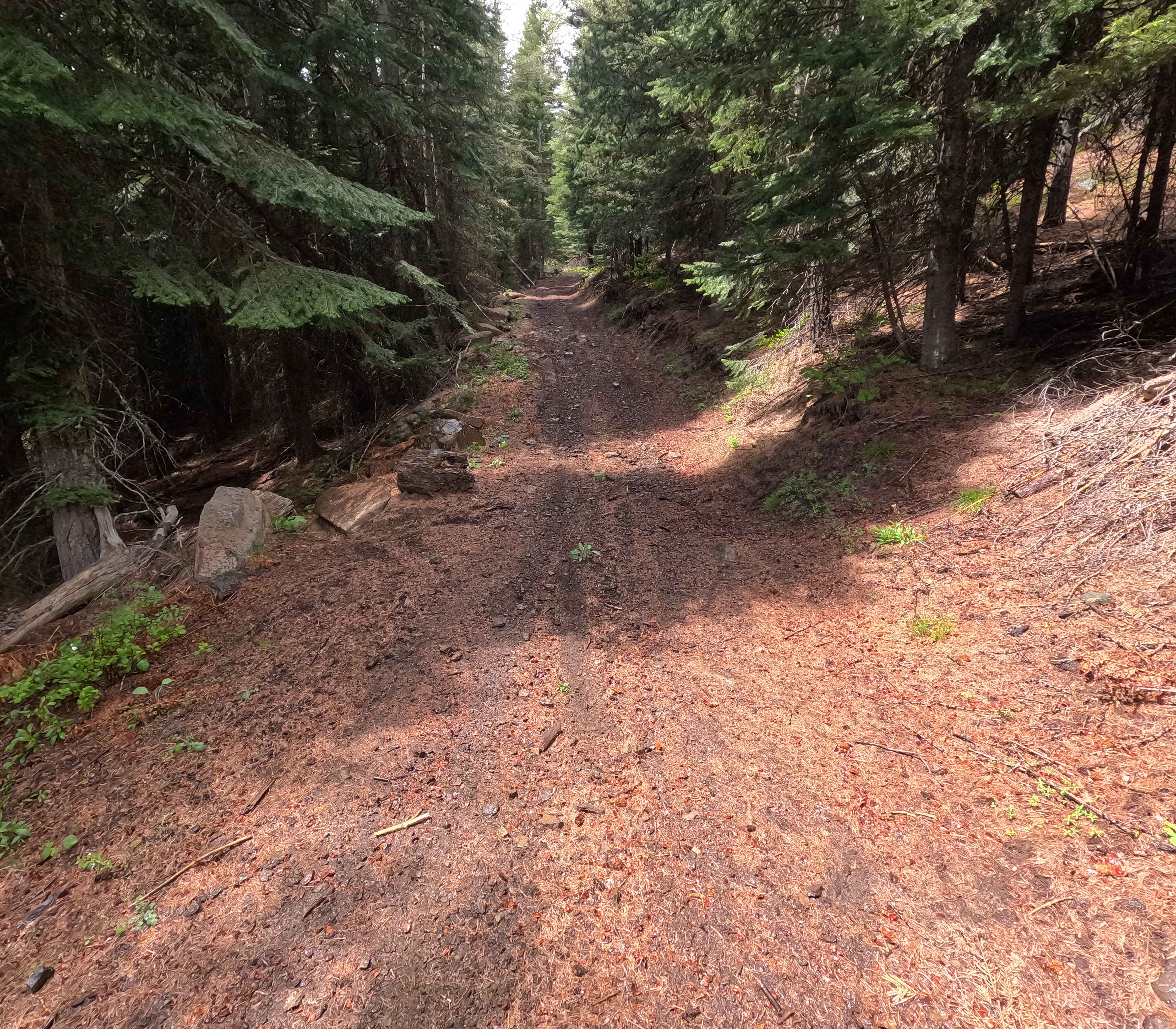 Jeepers Creepers - Trail 260