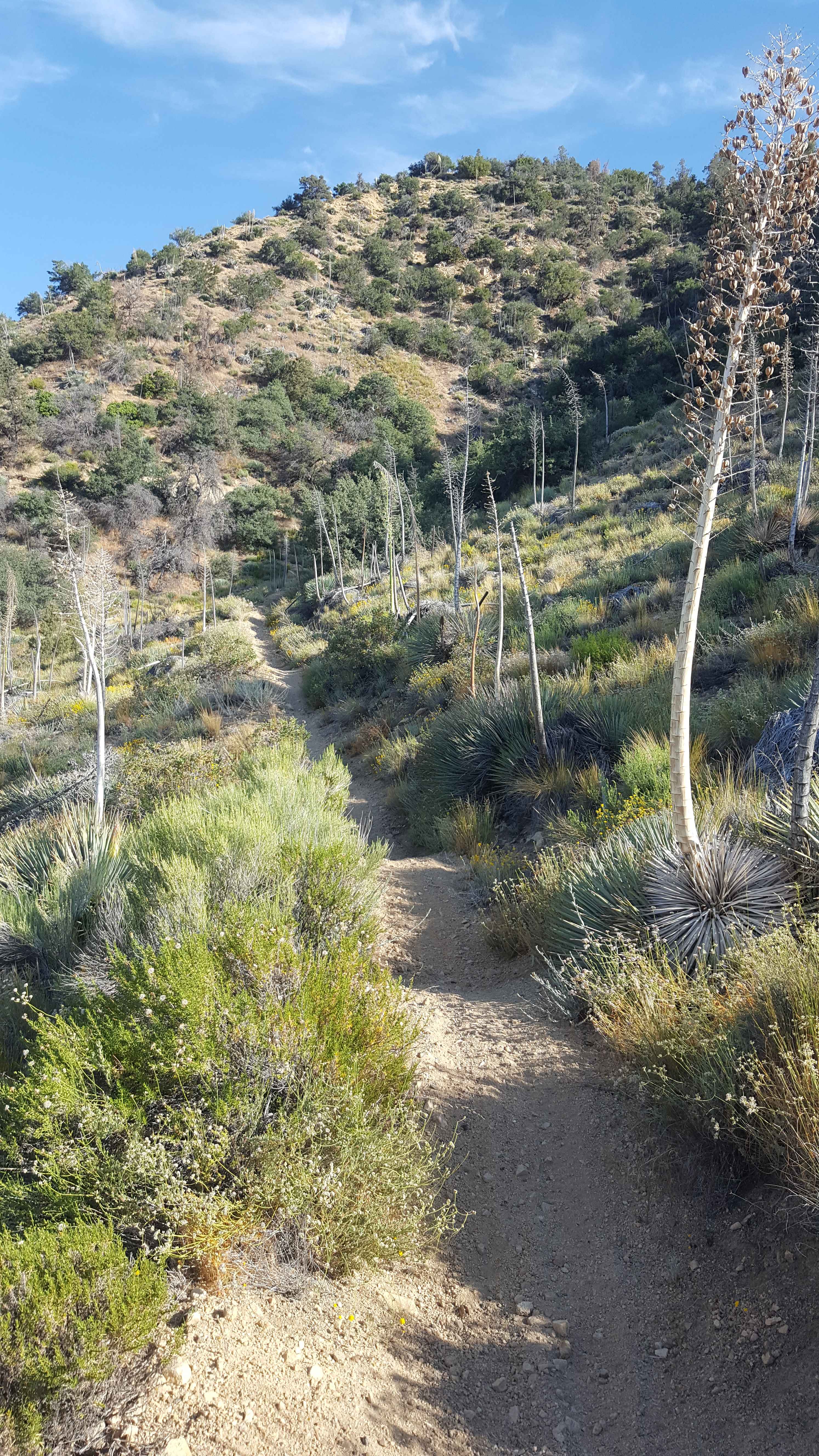 Gold Hill OHV - 19W17