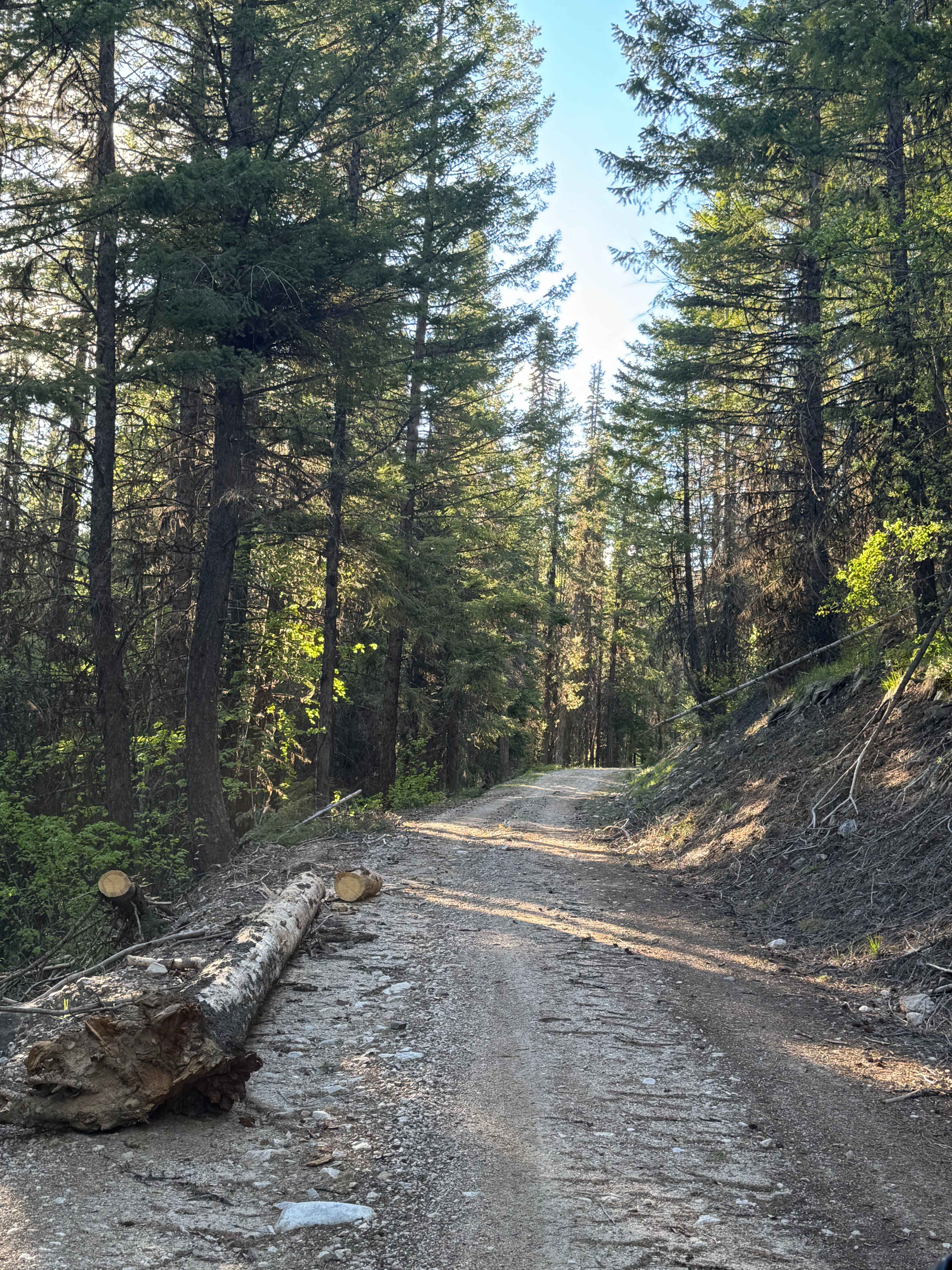 White Mountain Trail