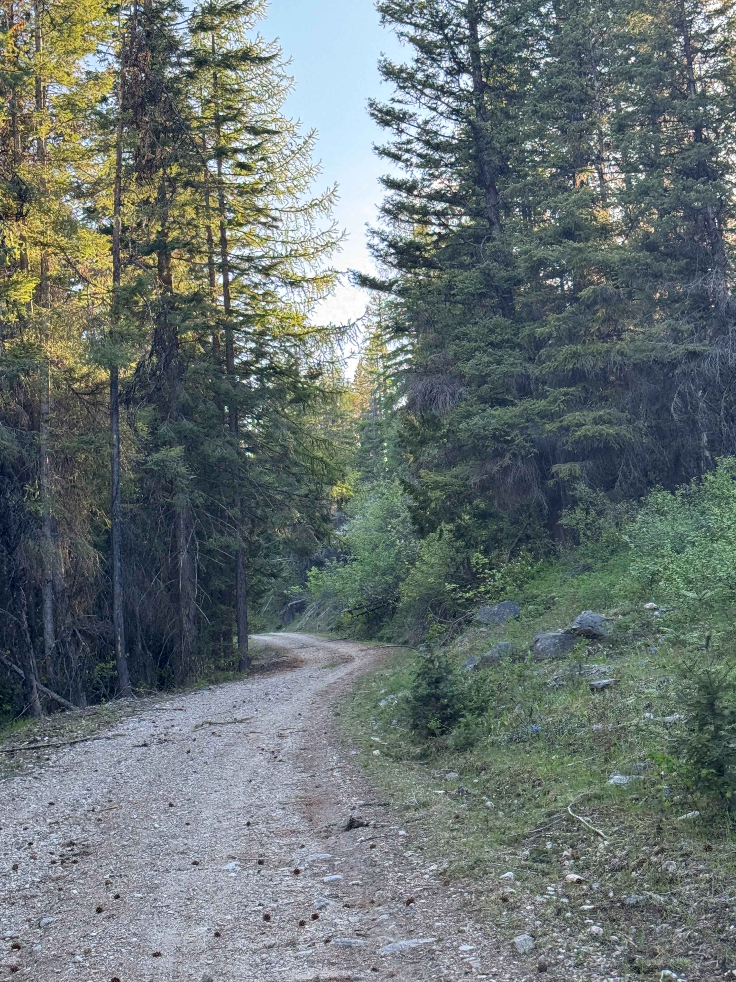 White Mountain Trail