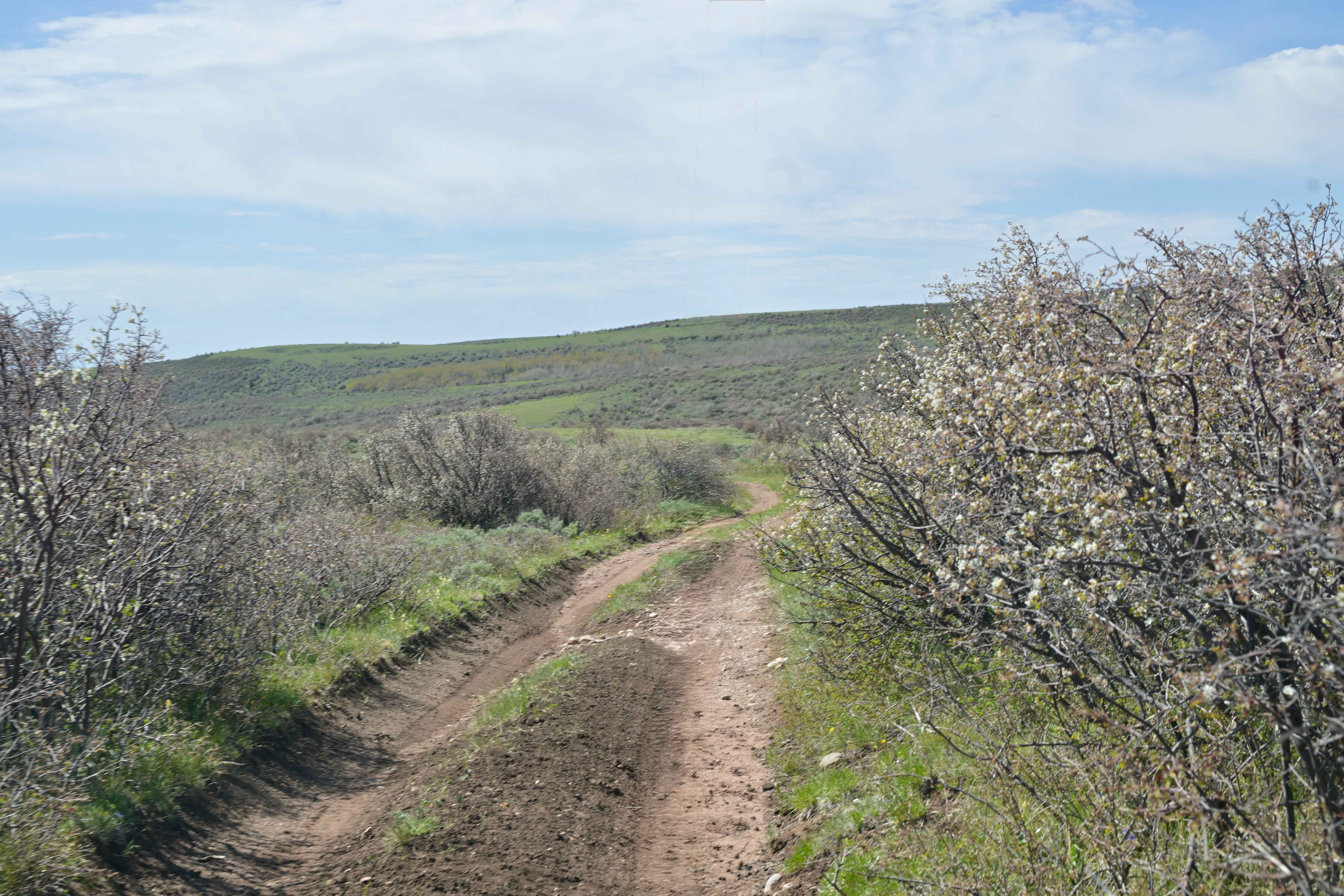Bassett Creek - FS 10579
