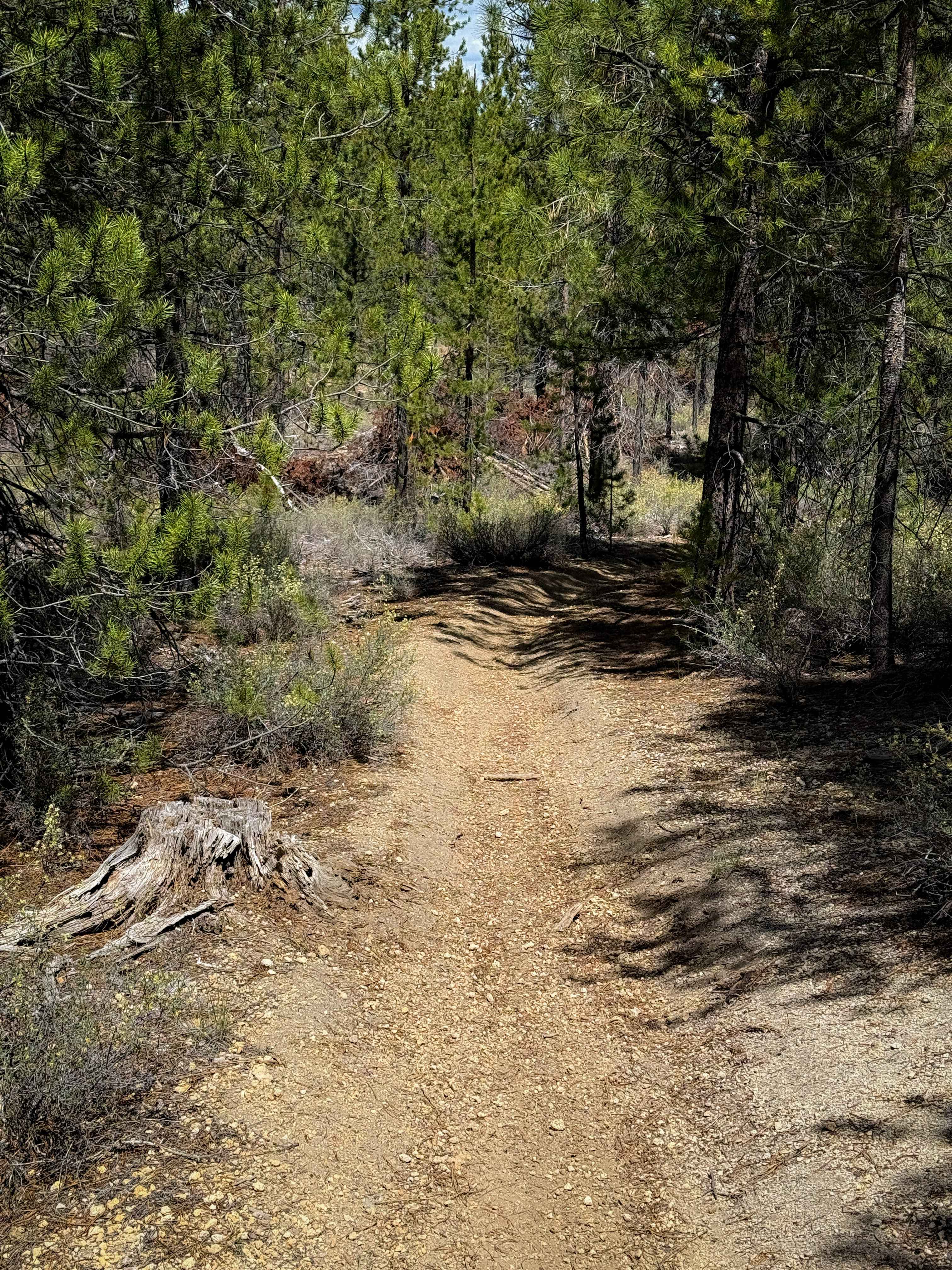 Trail 31