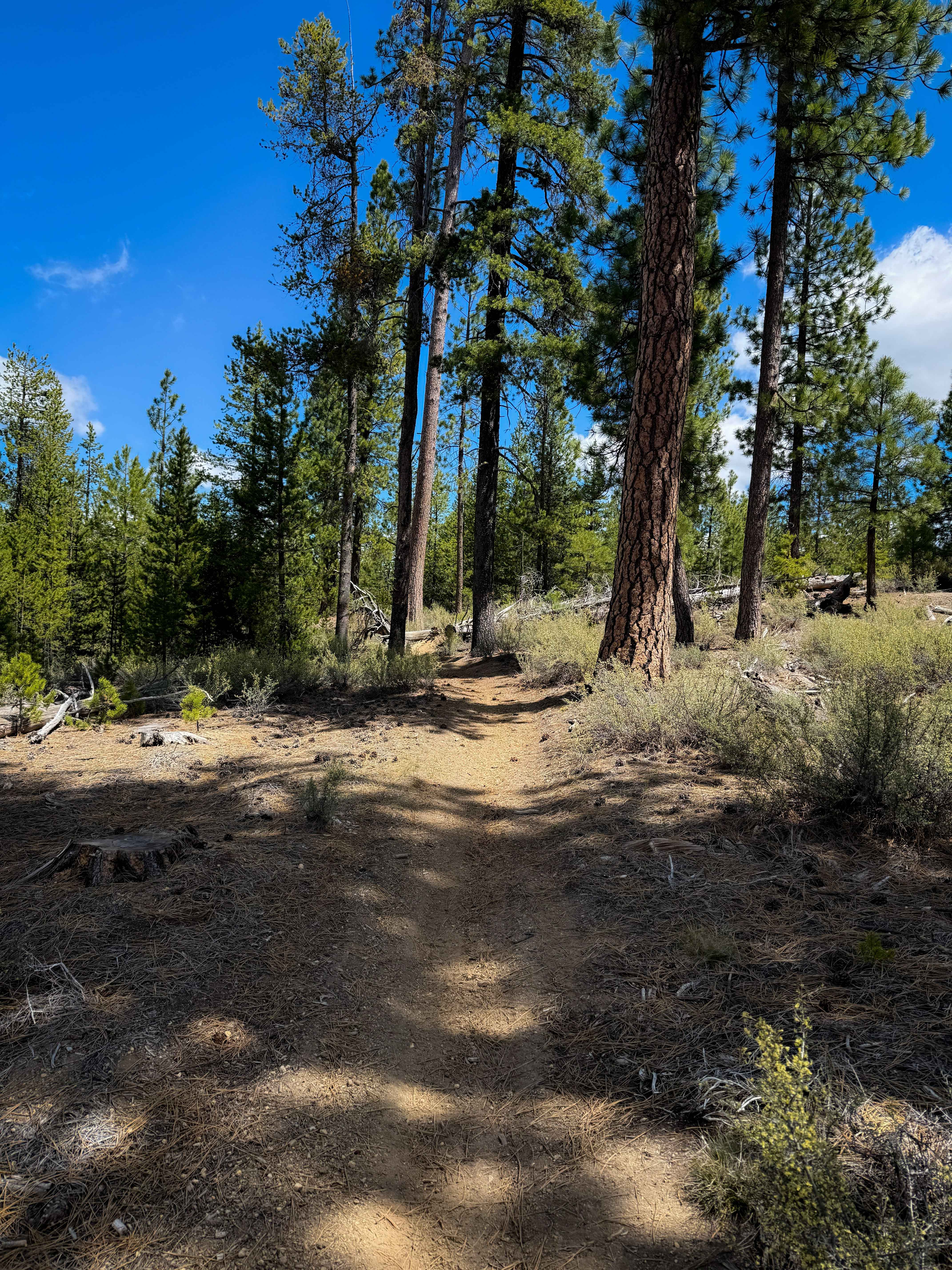 Trail 31