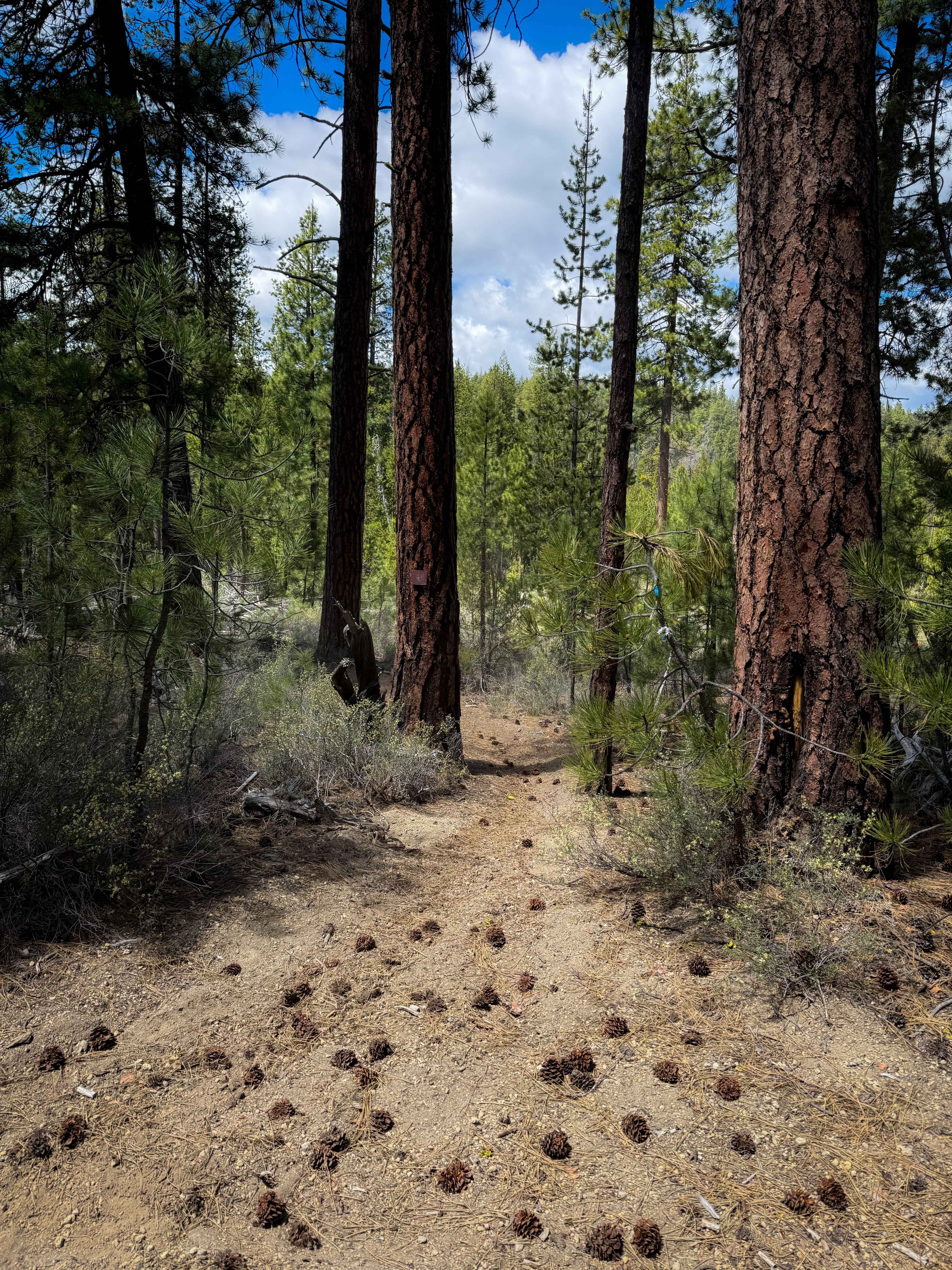 Trail 21