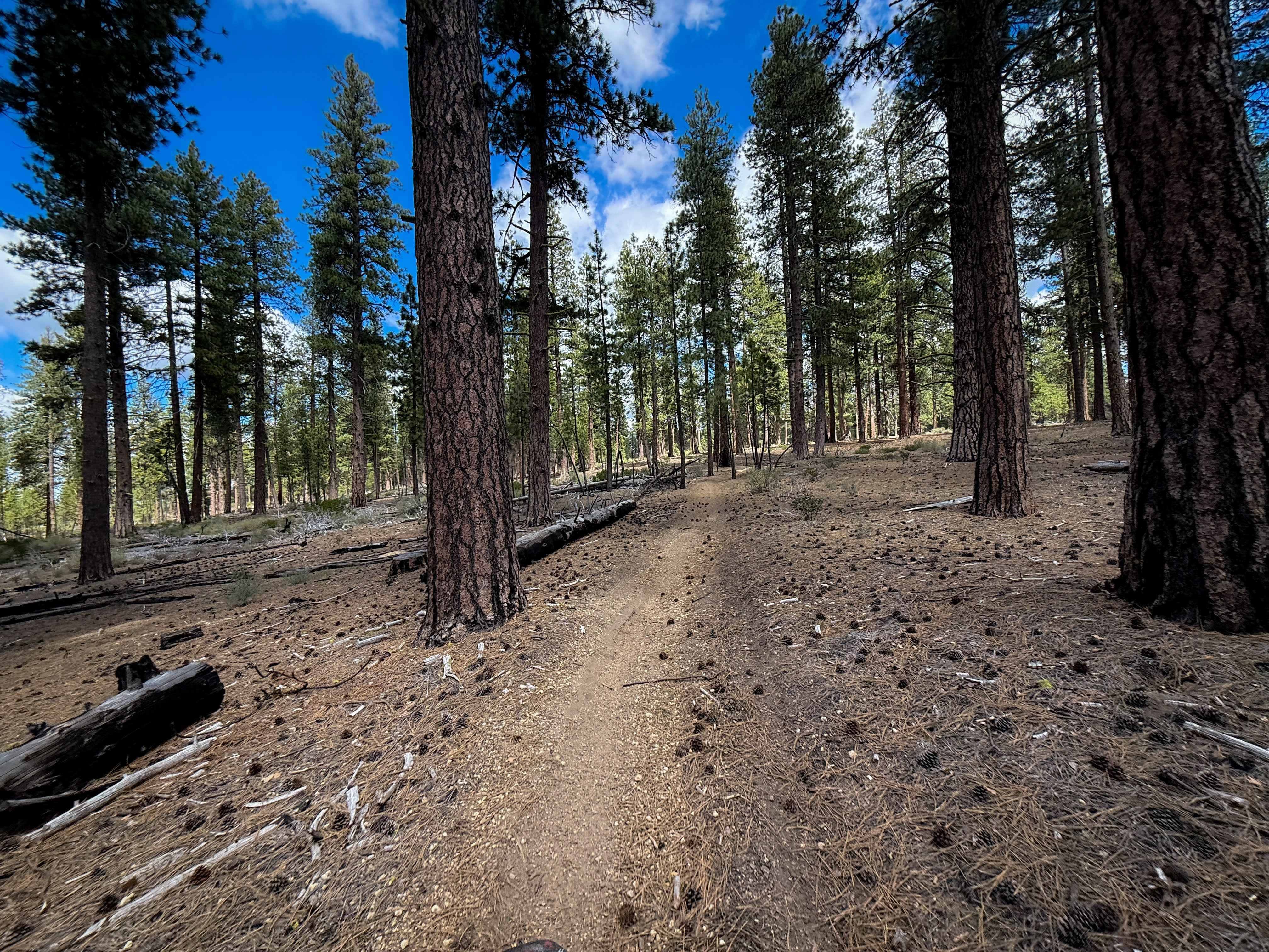 Trail 19