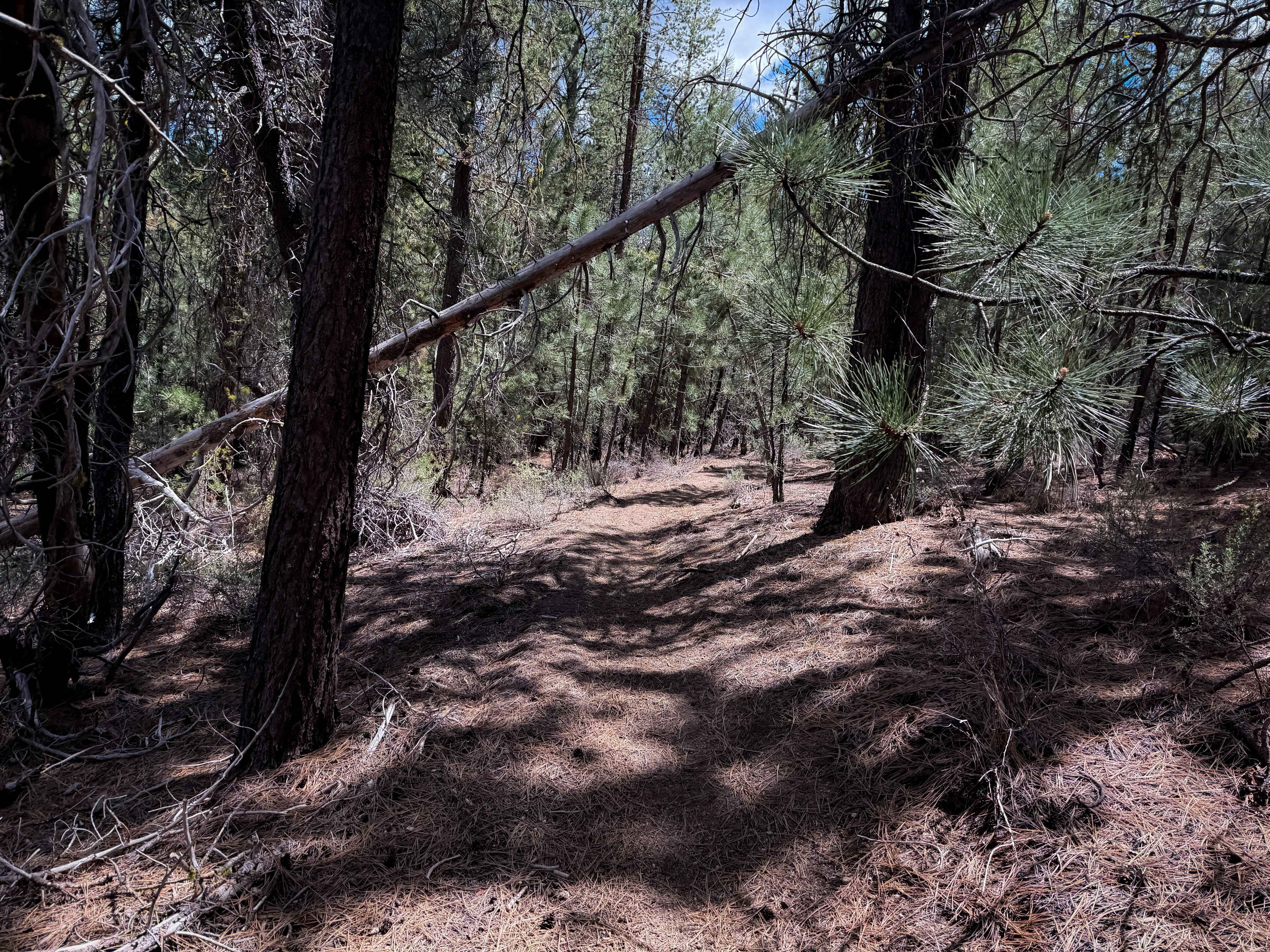 Trail 26