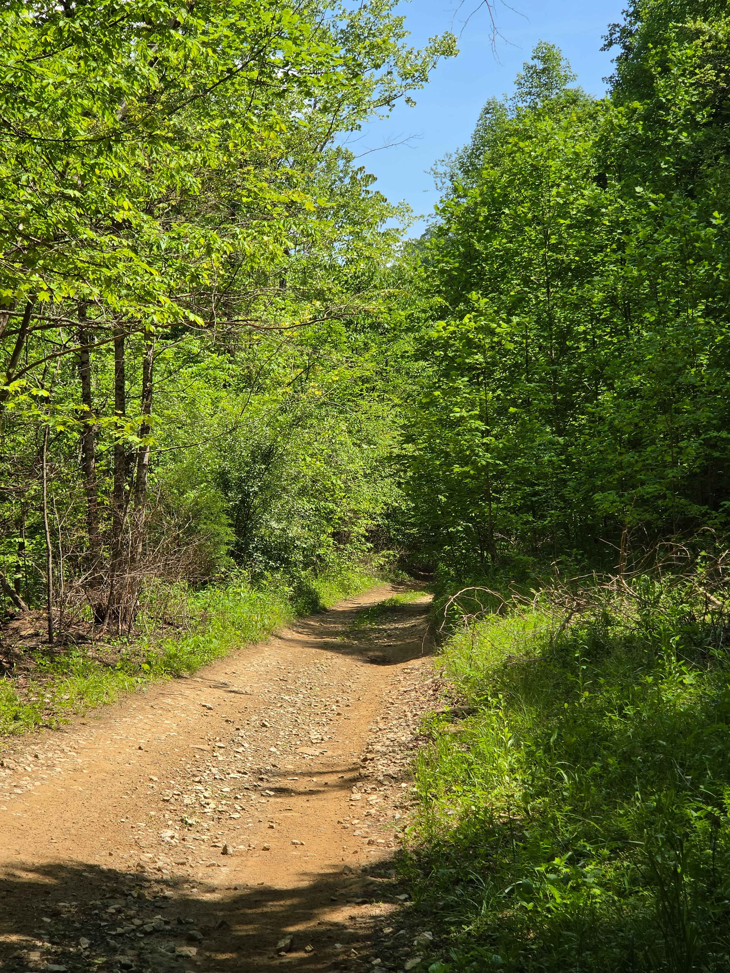 upper teges