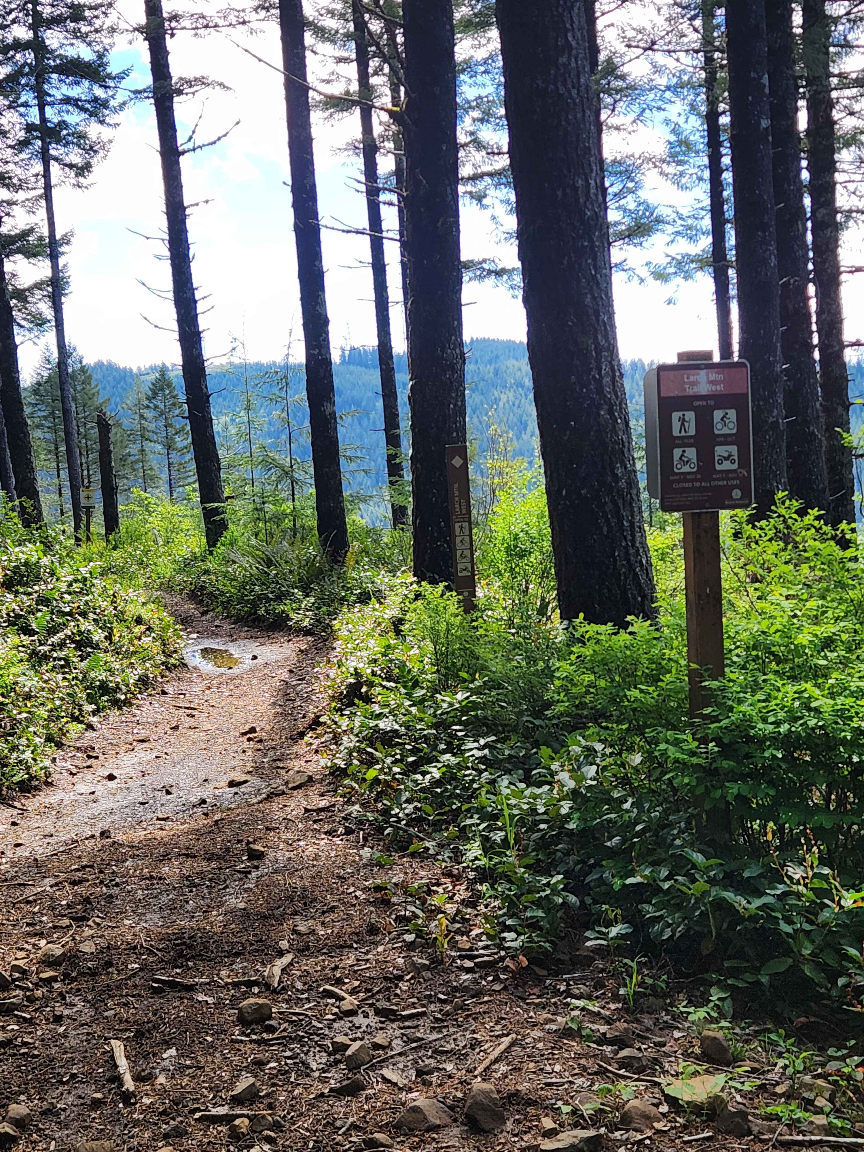 Larch Mountain Trail West