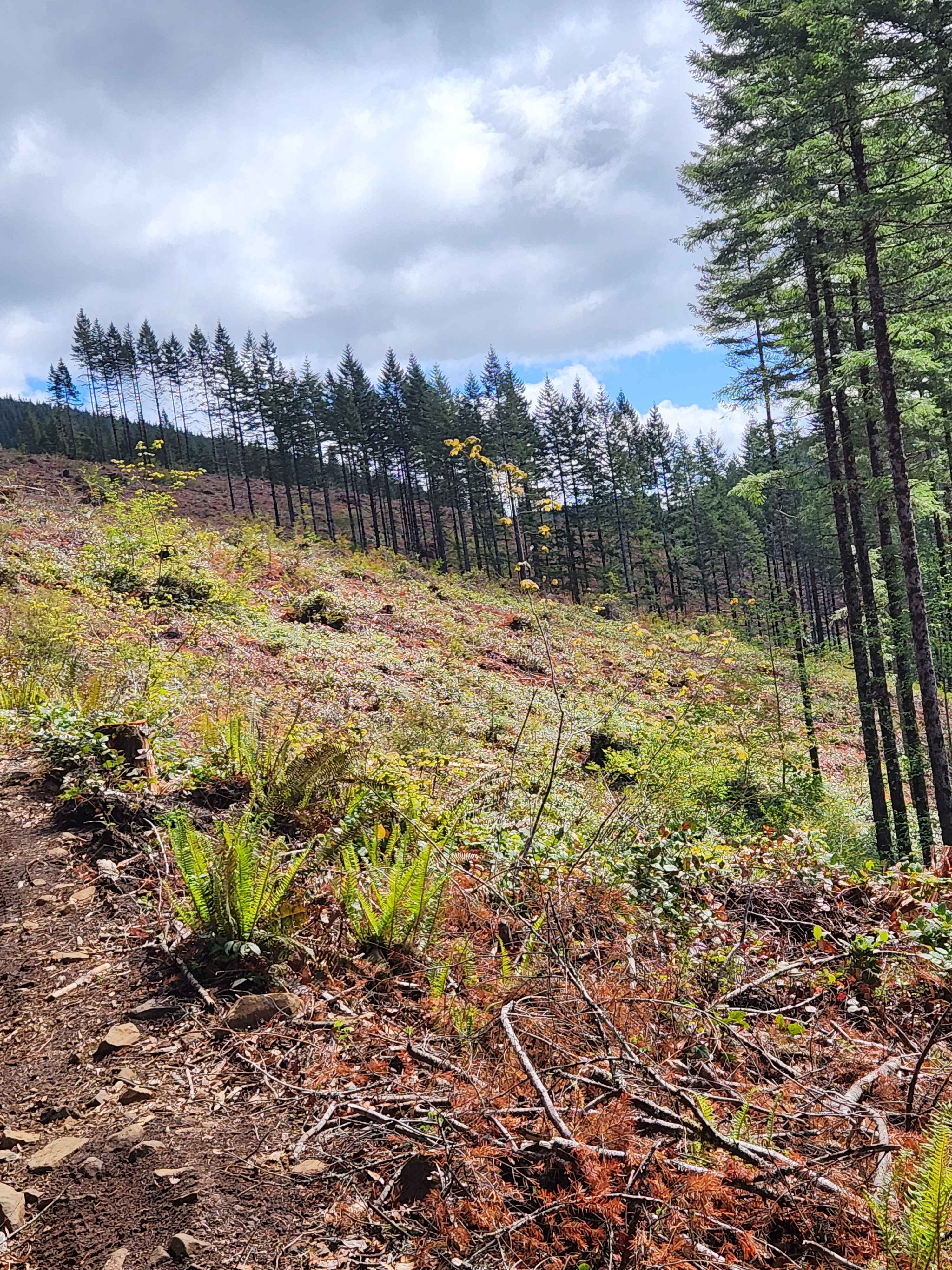 Larch Mountain Trail West