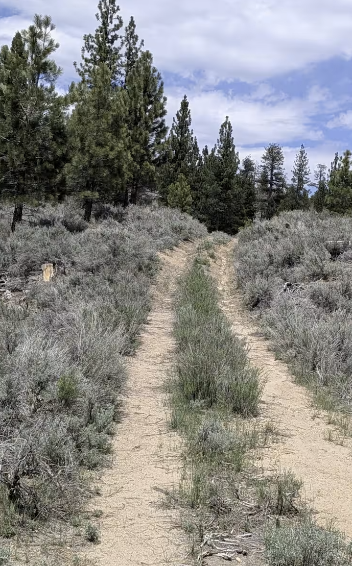 Taylor Creek - FS 24S43